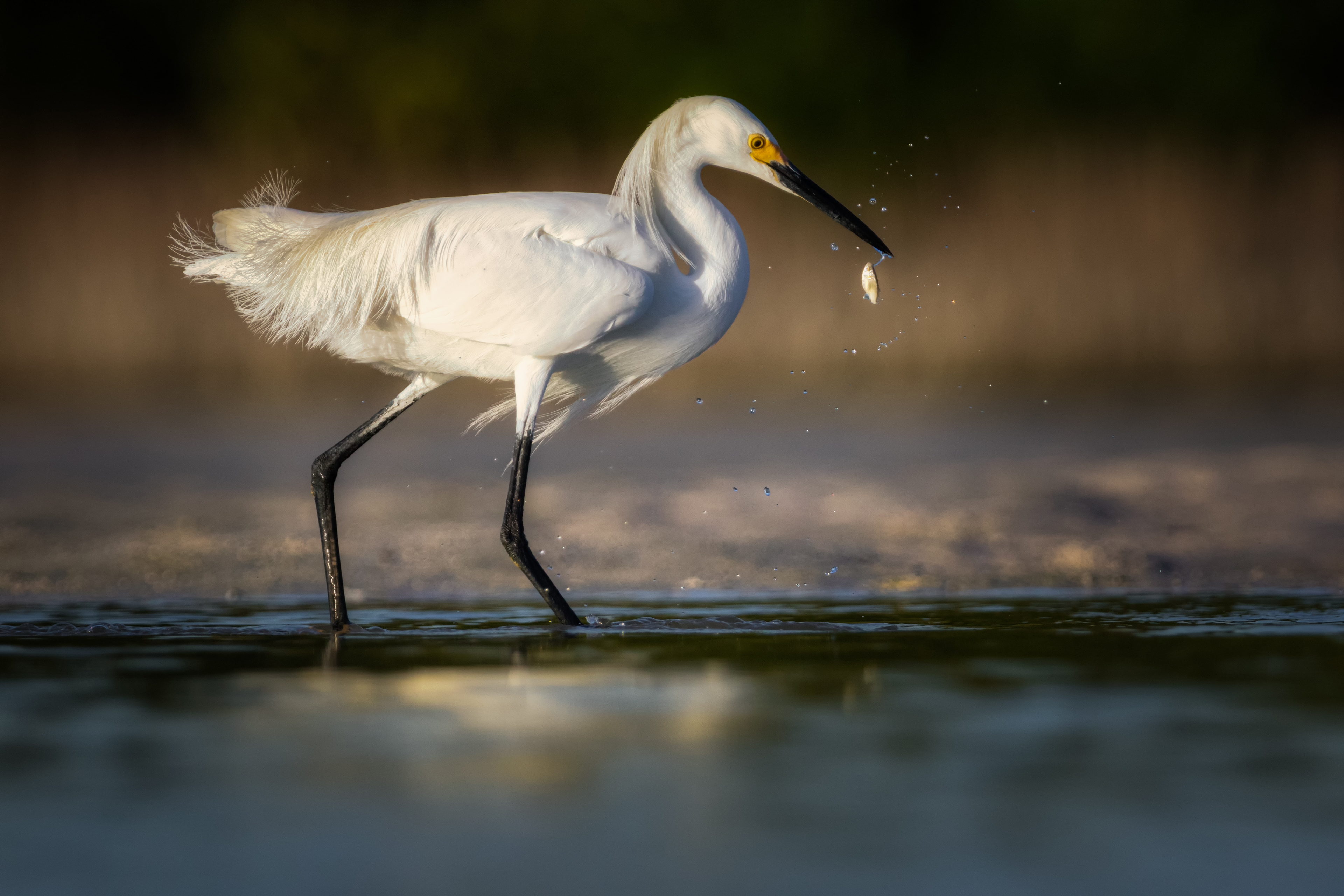 Snowy Egret