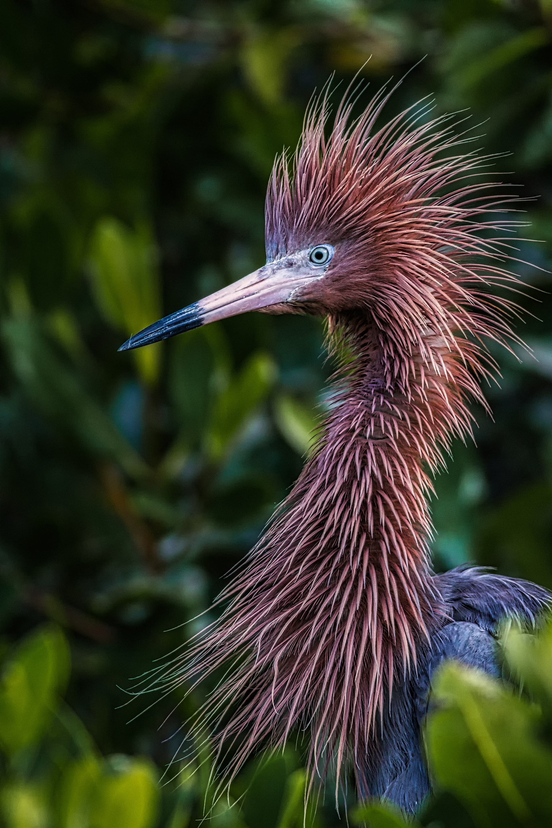 Reddish Egret
