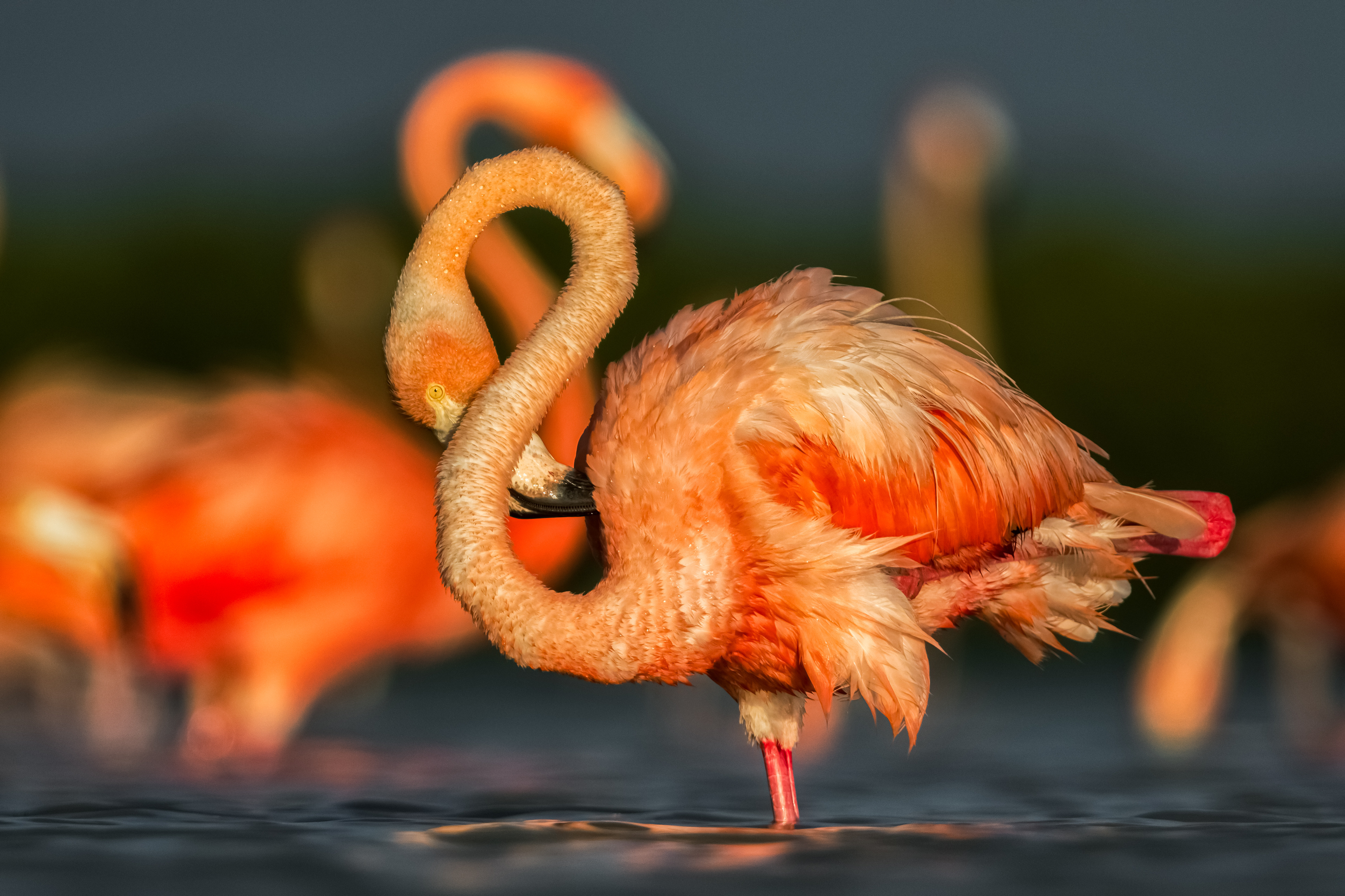 American Flamingo