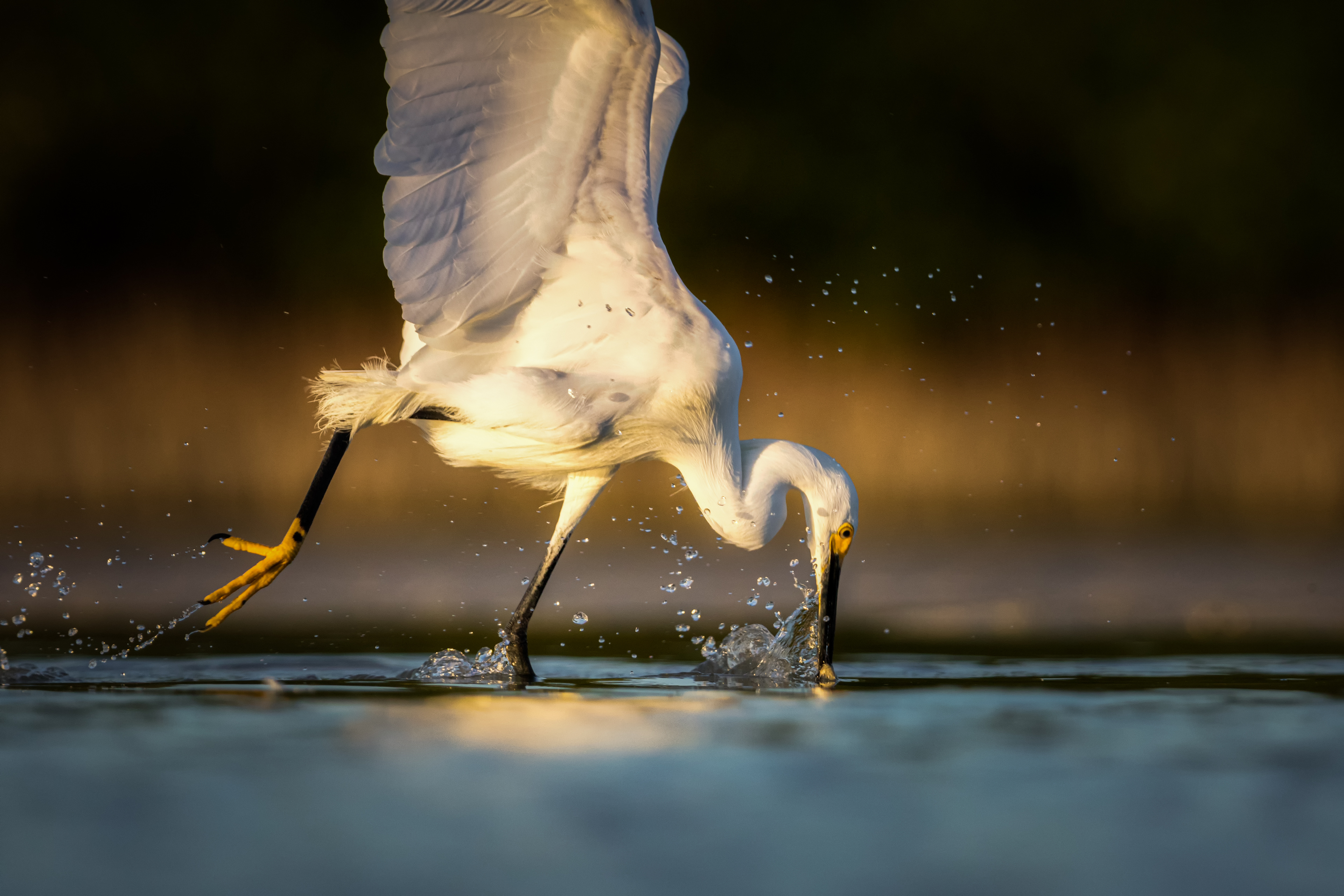 Snowy Egret