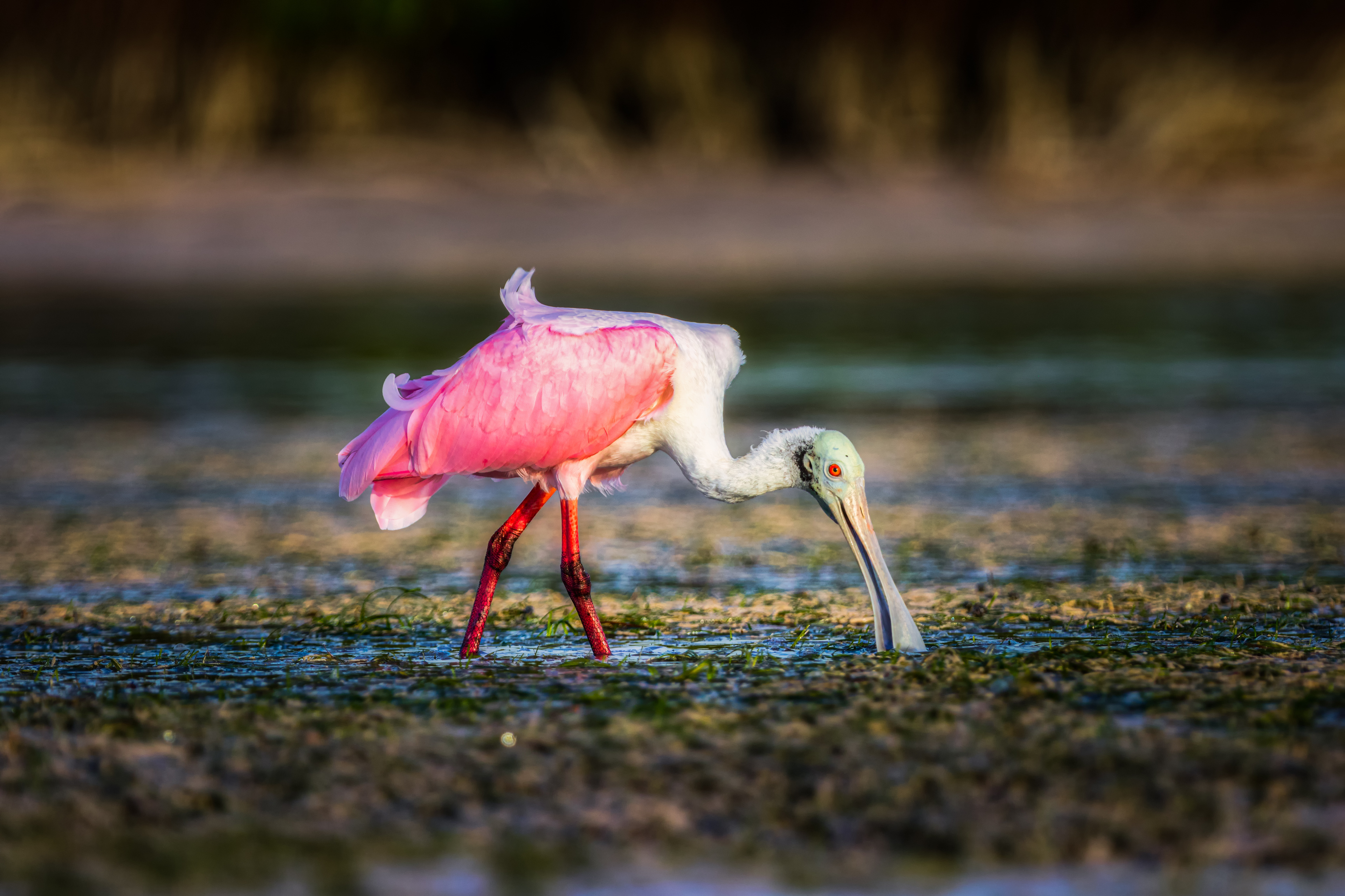 Roseate Spoonbill