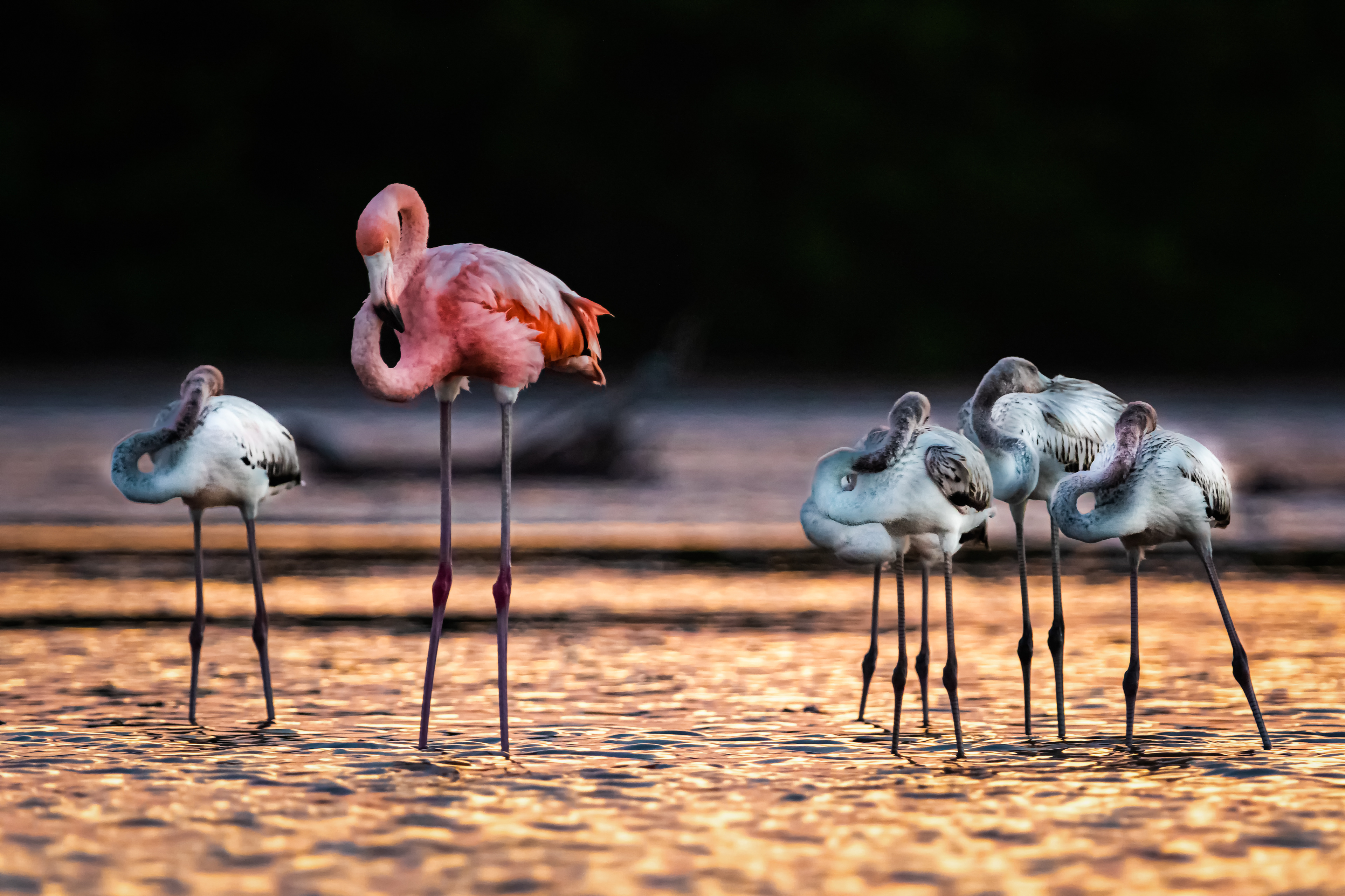 American Flamingo
