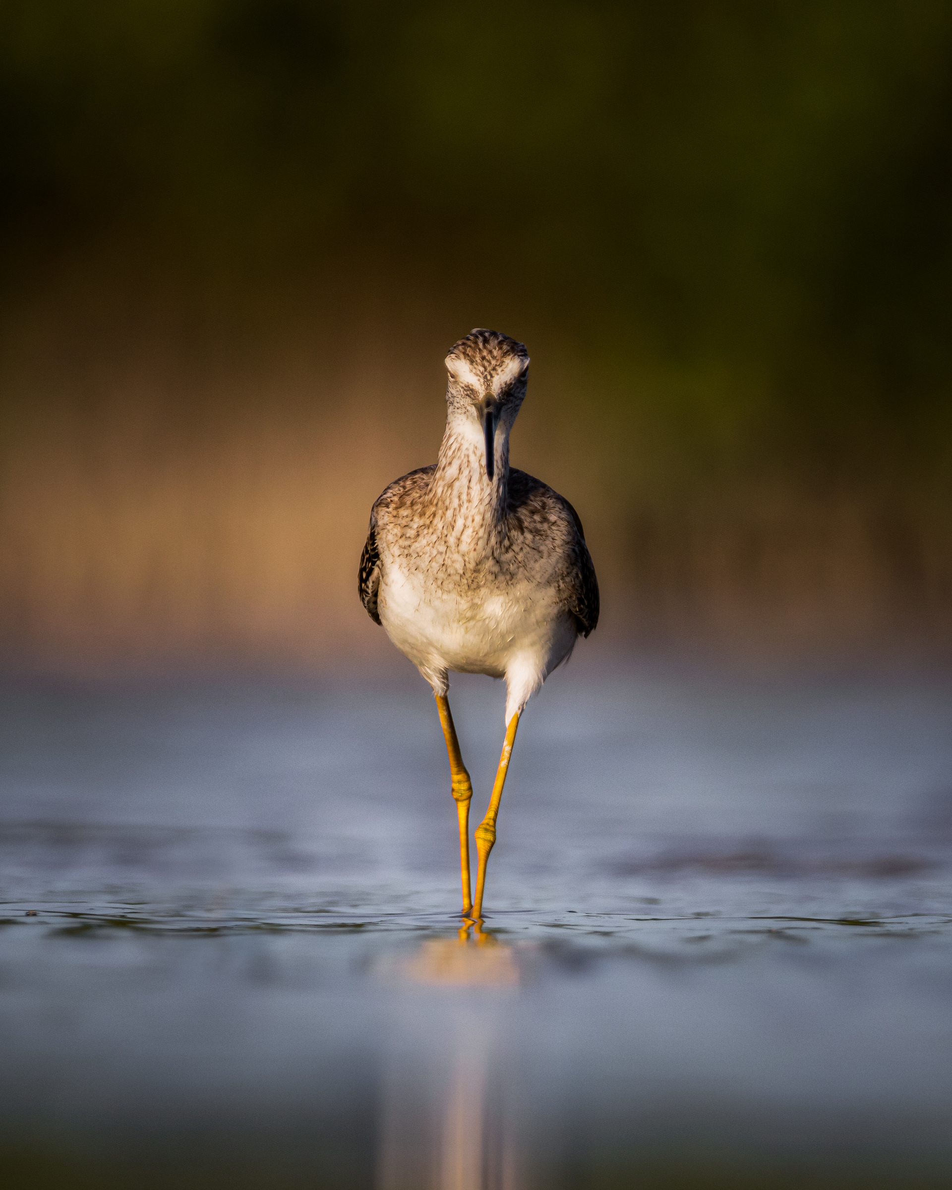 Greater Yellowlegs