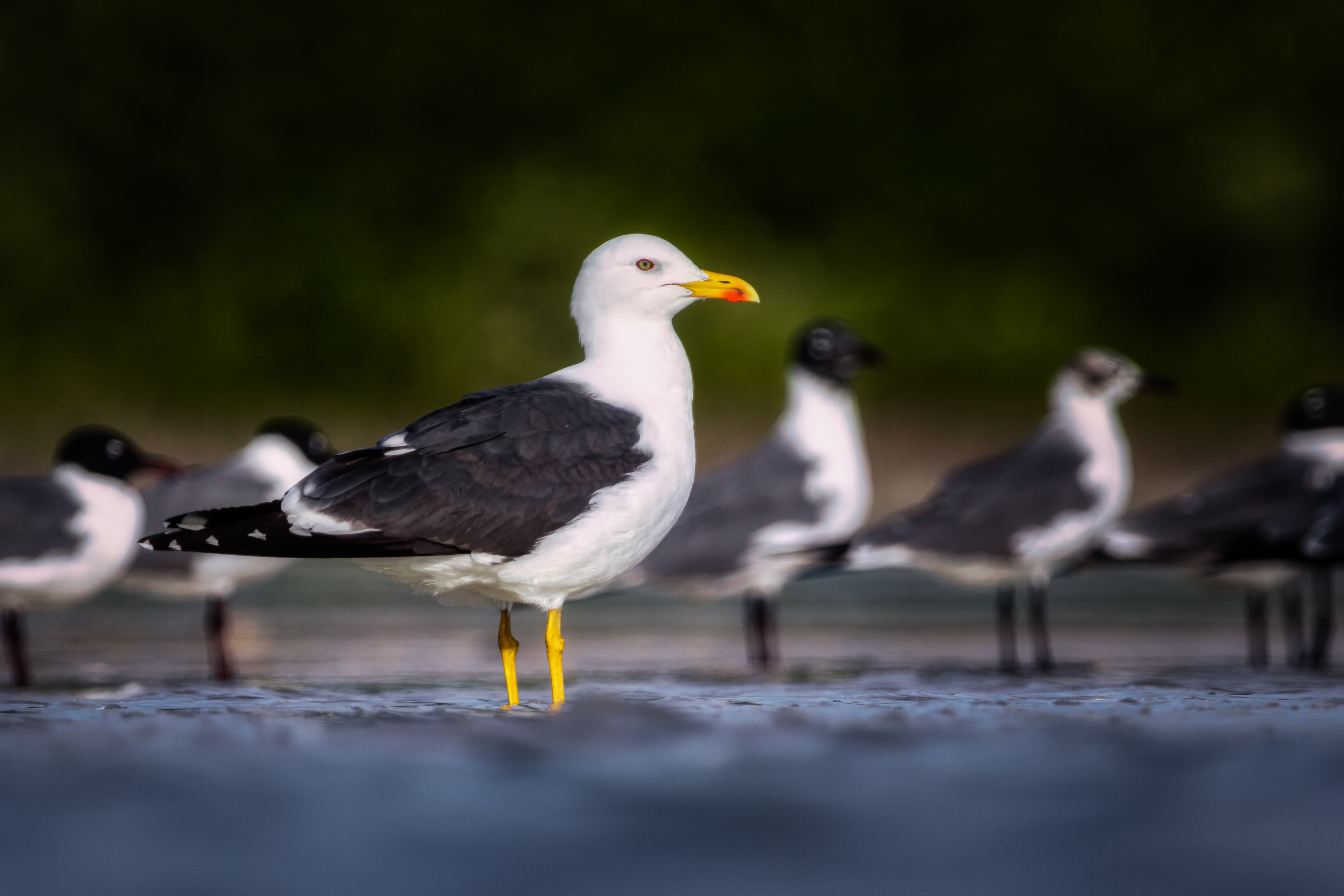 Lesser Black-backed Gull