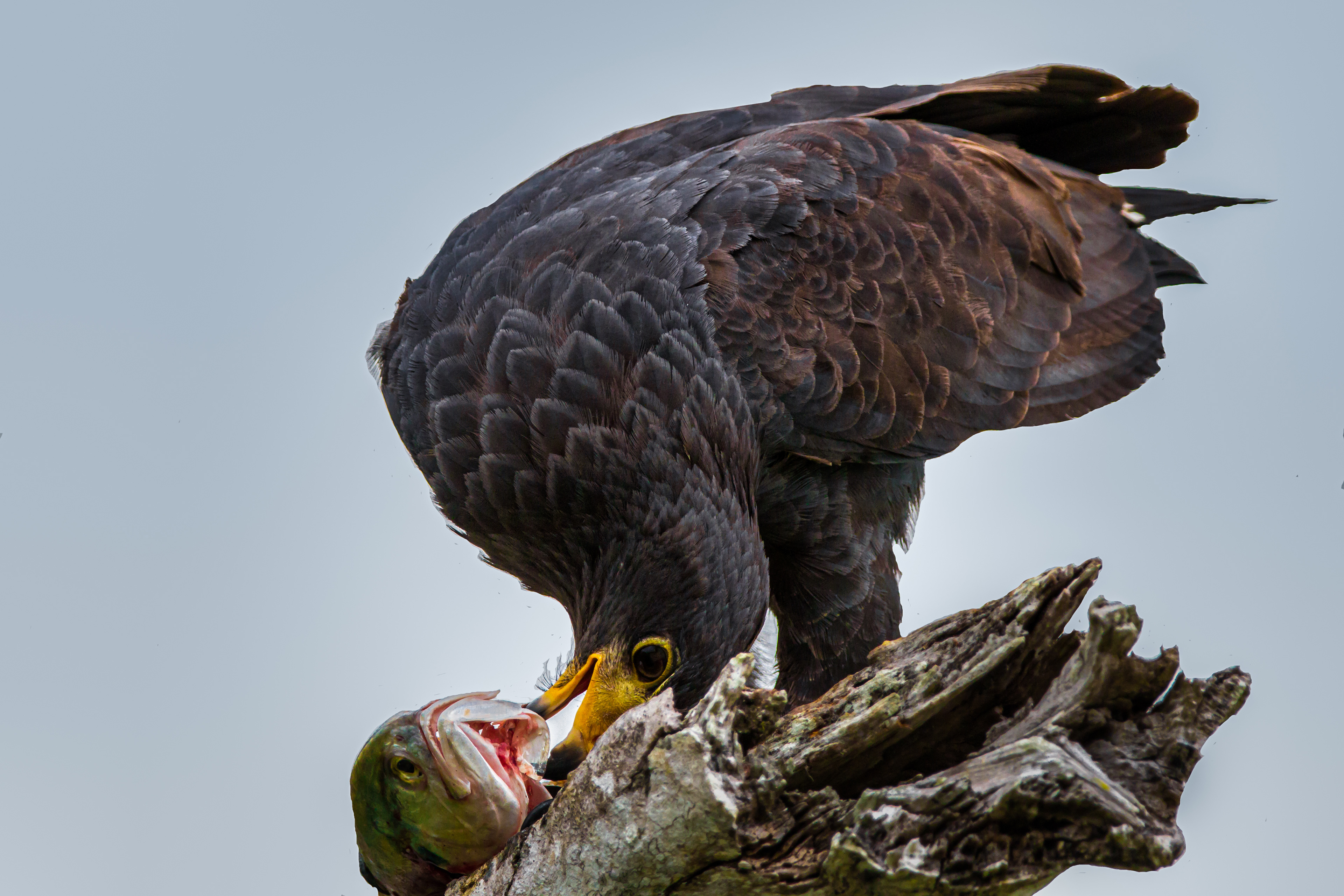 Common Black Hawk