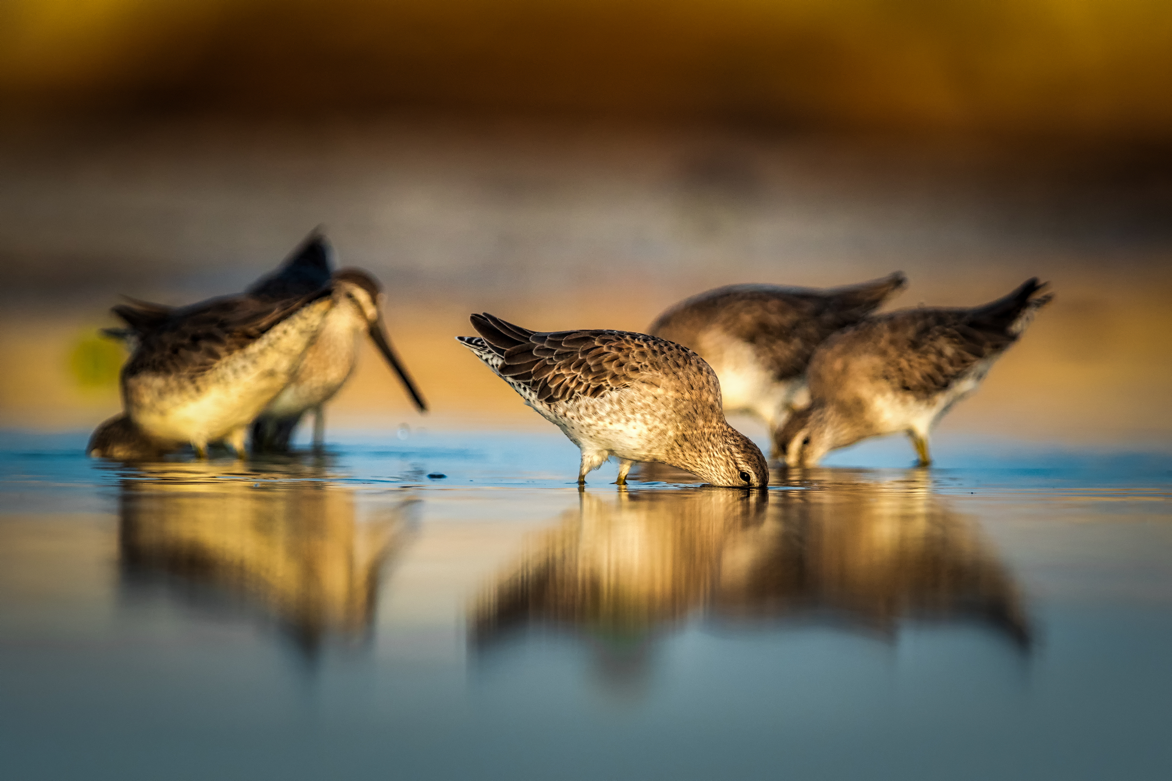 Greater Yellowlegs