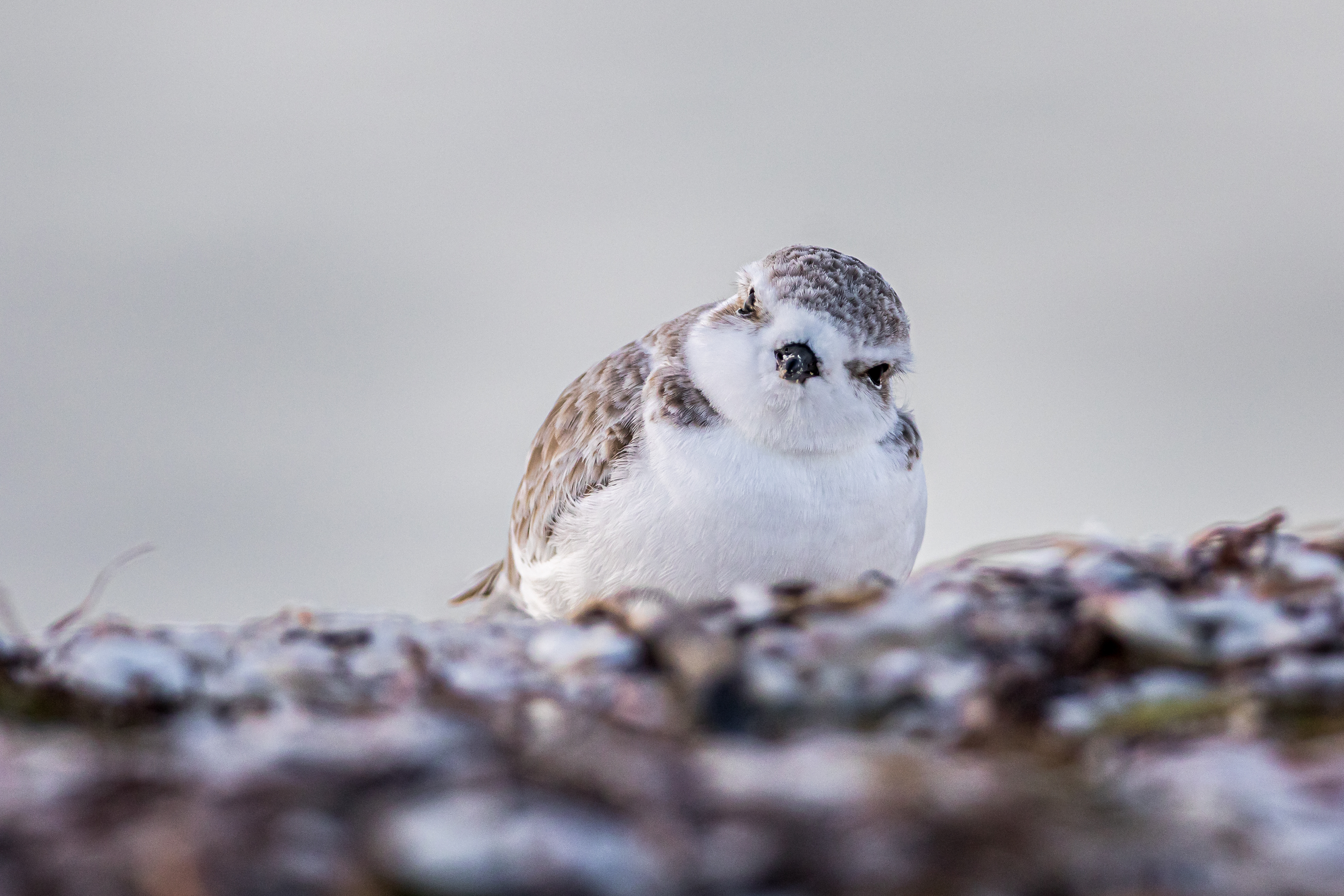 Snowy Plover
