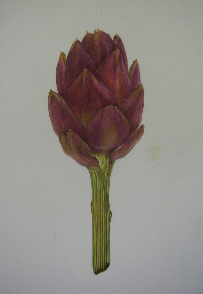 From anatomical drawing series - Carciofo 2008, Acrylic color on paper