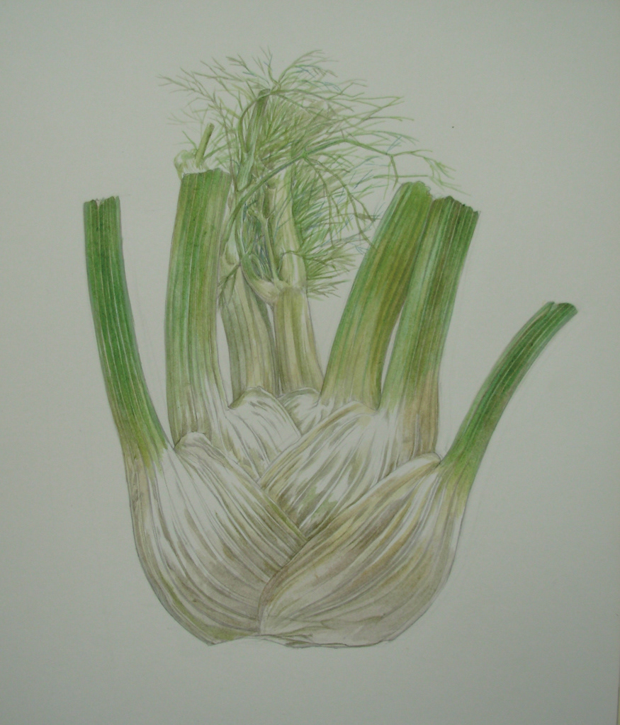 From anatomical drawing series - Finocchio 2008, Acrylic color on paper