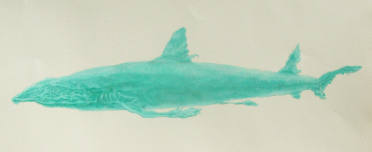 From anatomical drawing series - shark 2008, Tempera on paper