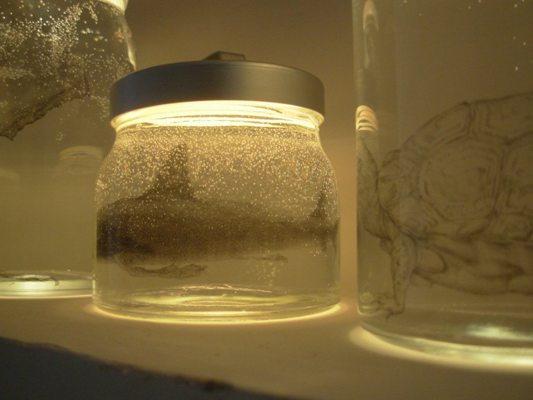 Installation for "Animal Point" 2009, Drawing printed on acetate paper, Jars
