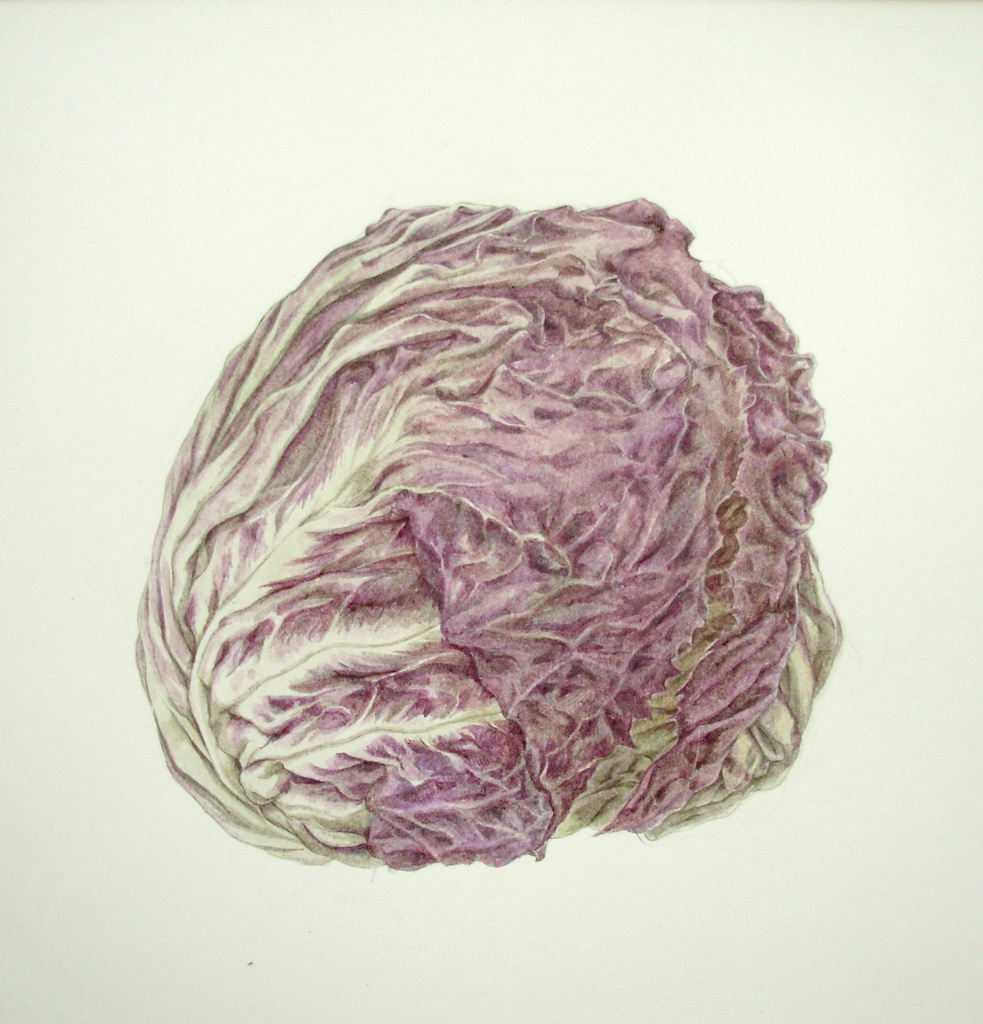 From anatomical drawing series - Radicchio 2008, Acrylic color on paper