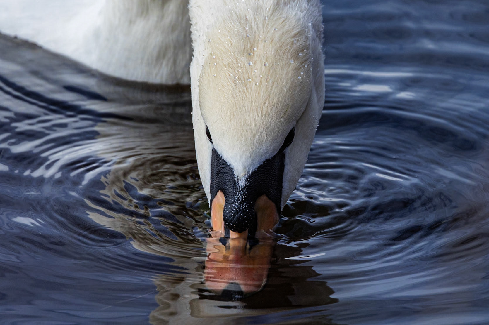 Mute swan 8, Huntington Beach State Park, SC