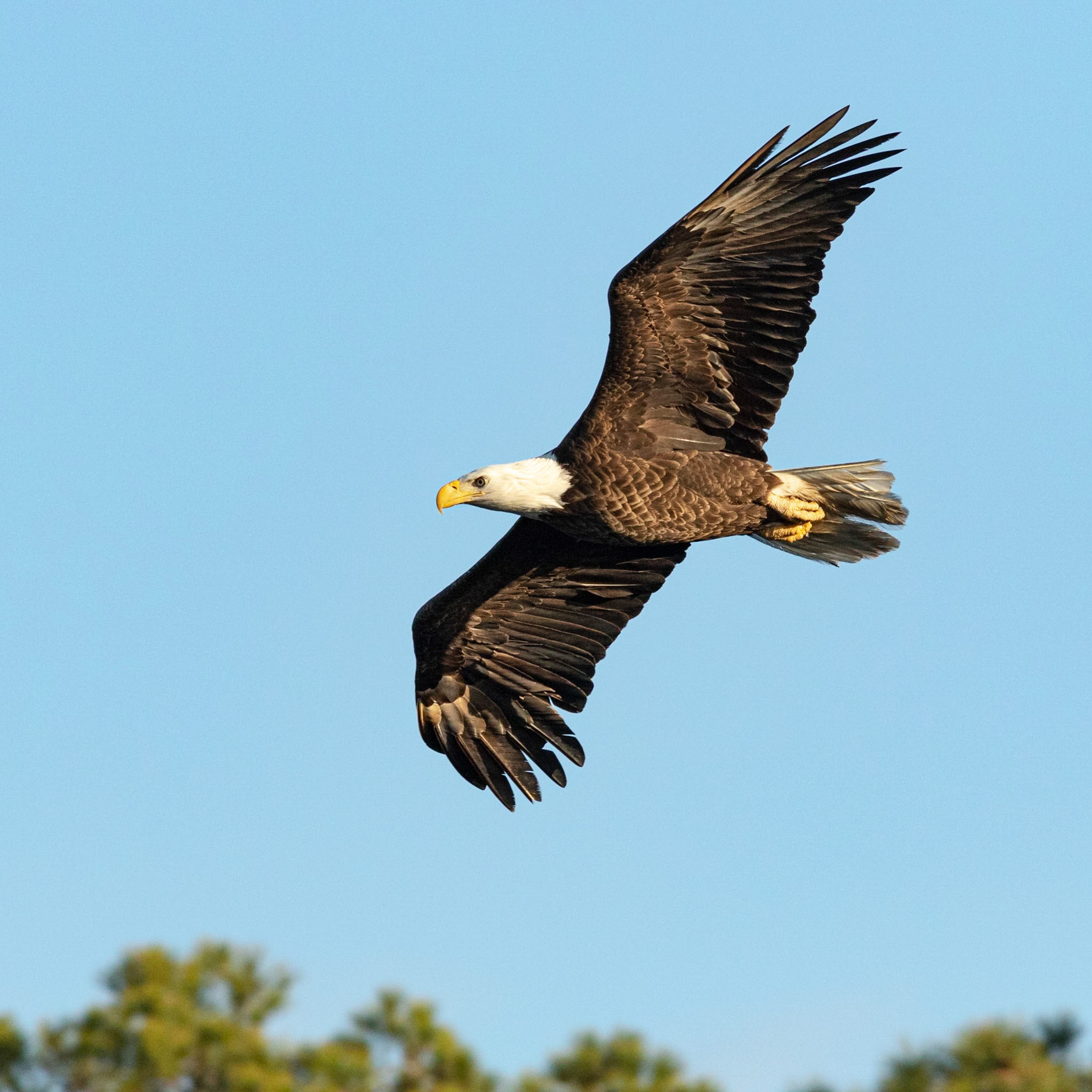 Bald Eagle 33, Carl Bazemore Platform, Sunset Beach