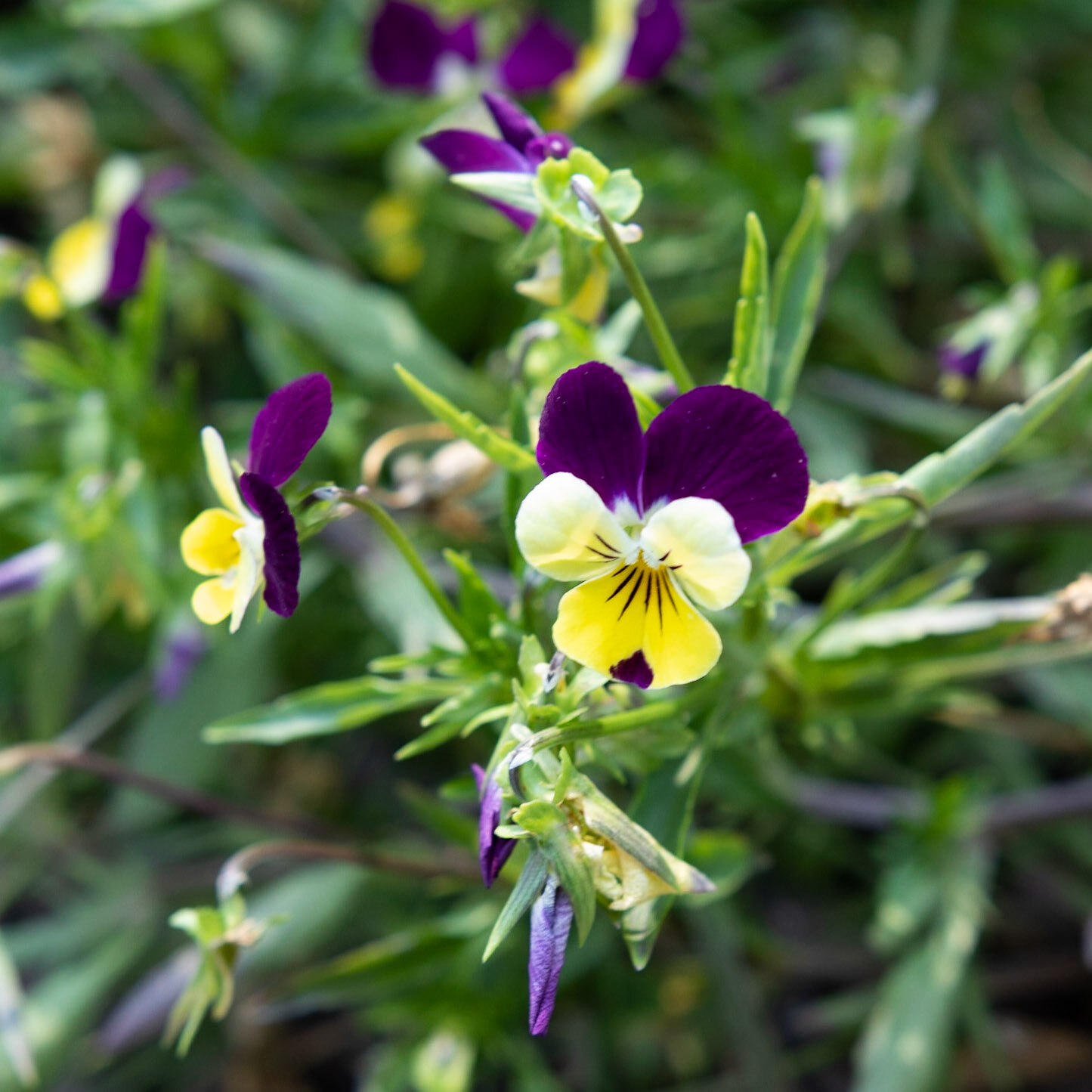 Fearrington Village, NC 4