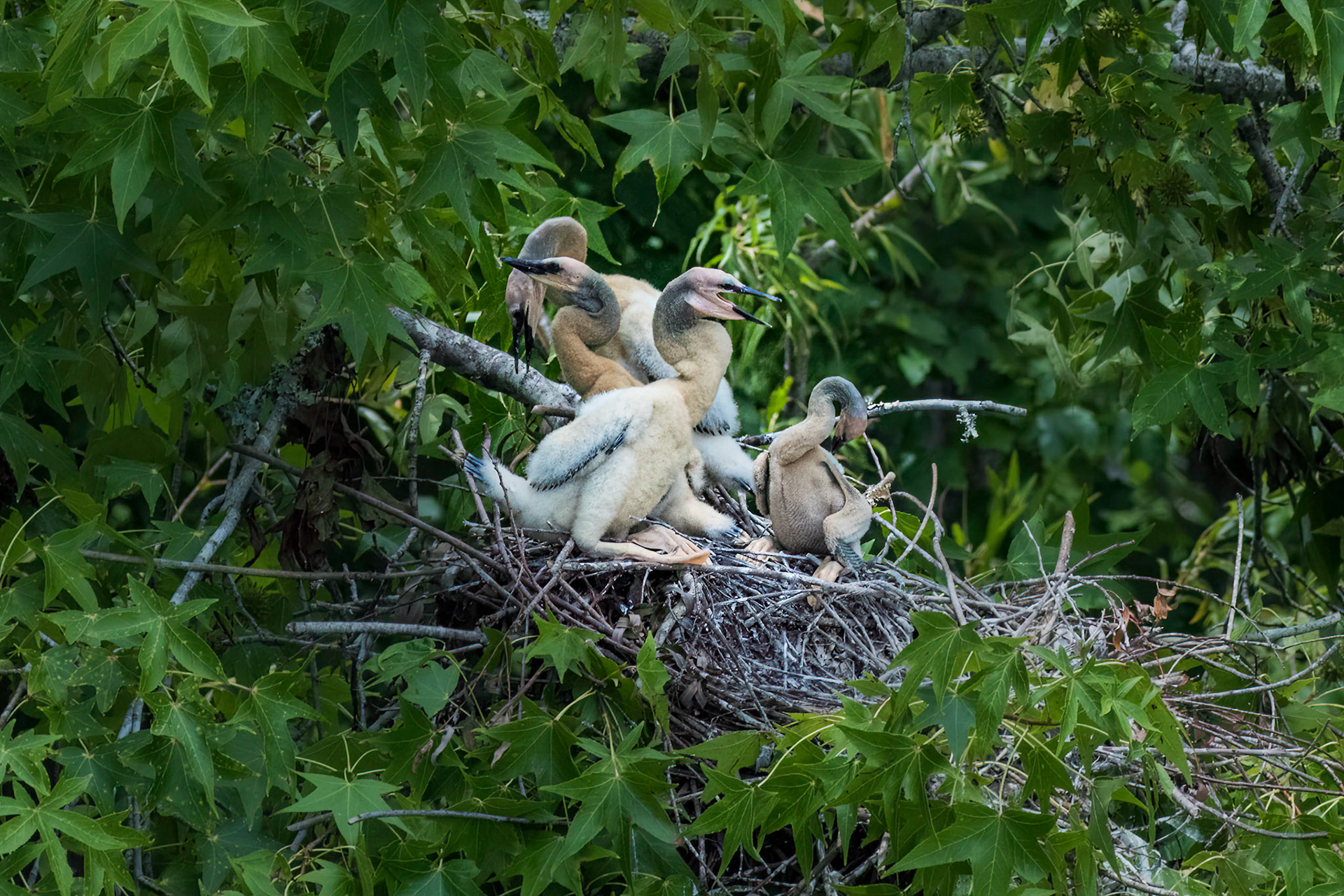 Anhinga nest 5, Sea Trail, Week of July 11, Nest 1