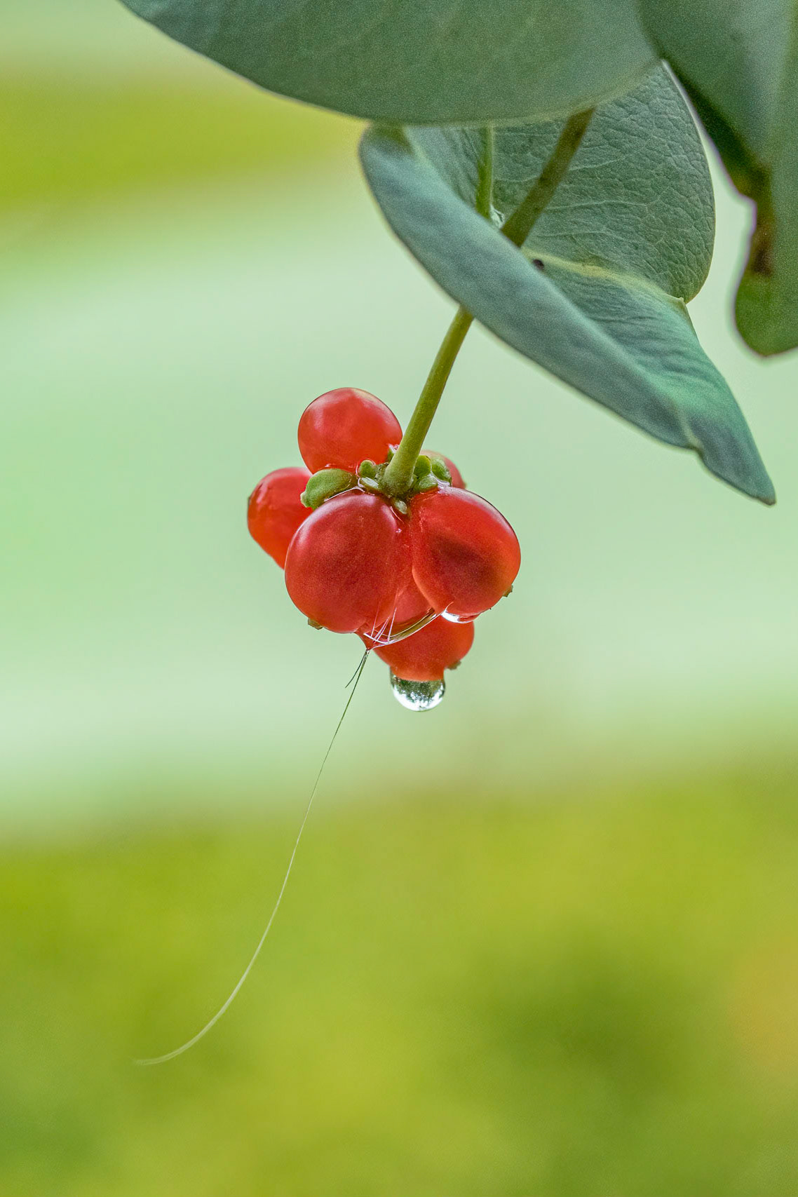 Coral Honeysuckle 2, Brunswick County Botanical Gardens