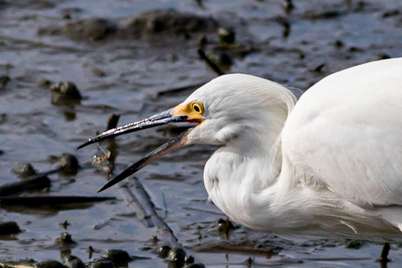 Huntington Beach State Park, SC