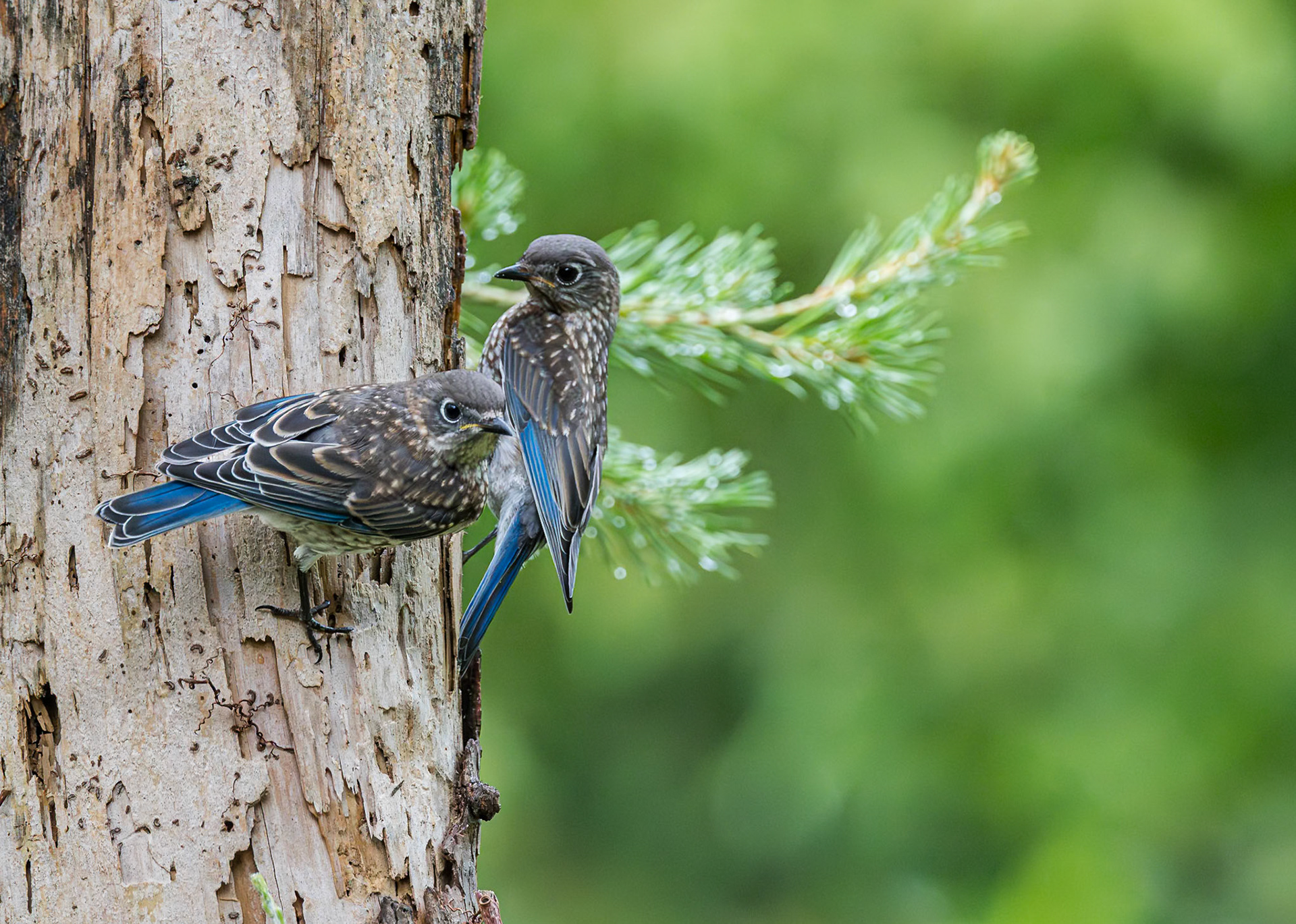 Eastern bluebird fledgling 74, The Nut House, Clemson, SC