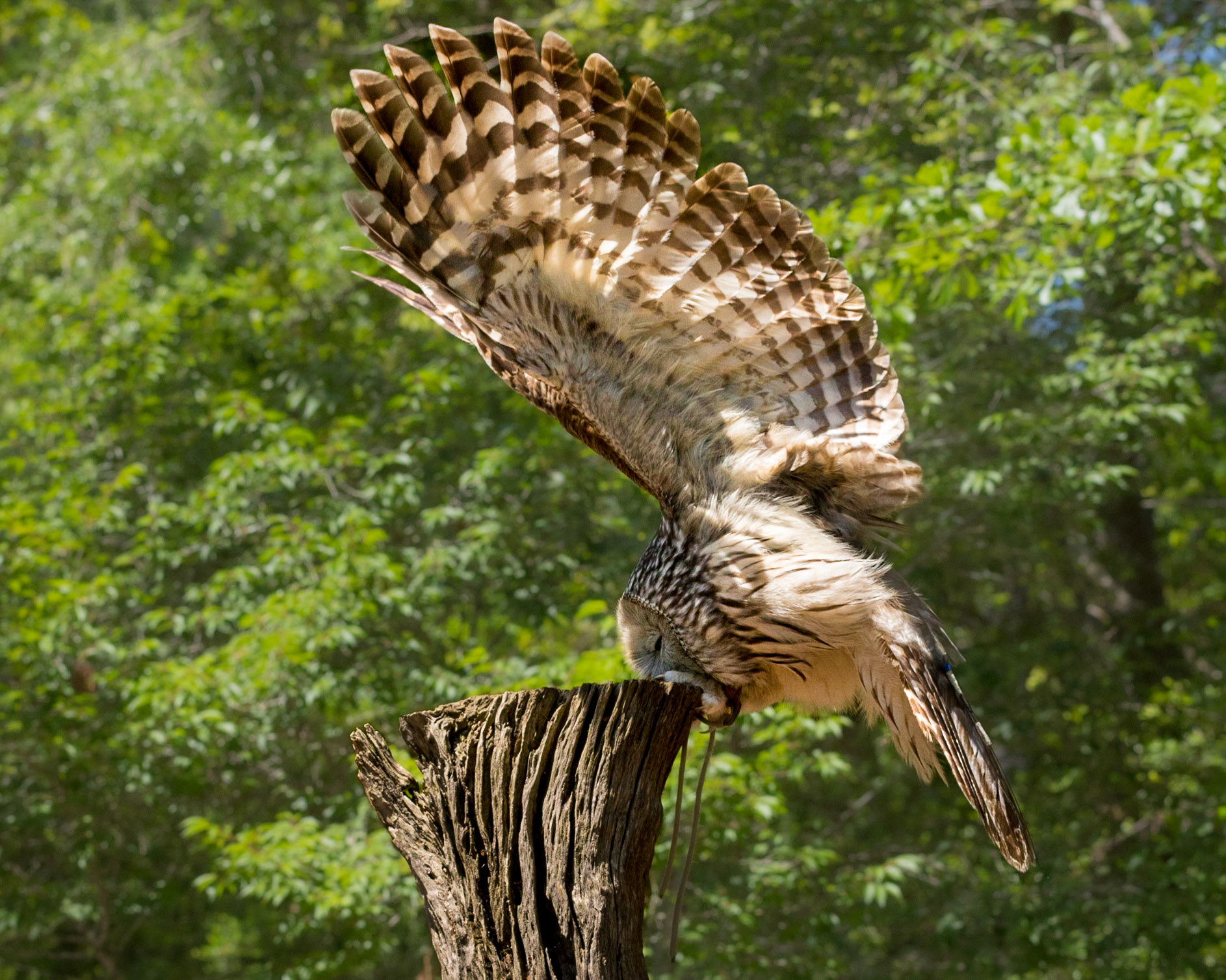 Ural owl 2, The Center for Birds of Prey, Awendaw, SC, SCAIR 61