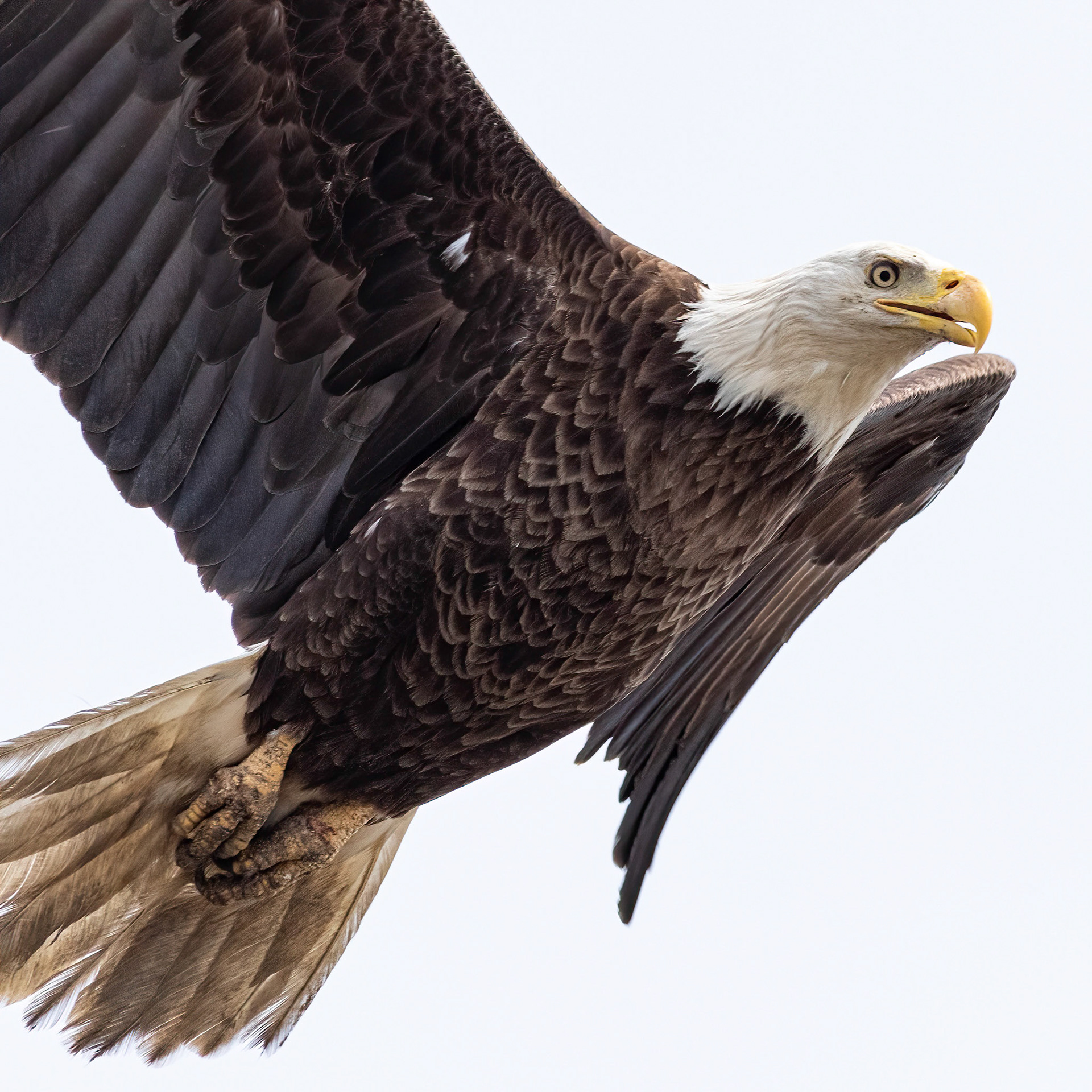 Bald Eagle 24, Carl Bazemore Platform, Sunset Beach