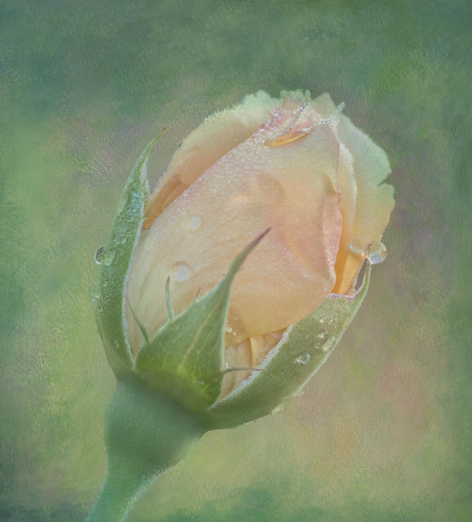 Rose 30, Brunswick County Botanical Gardens