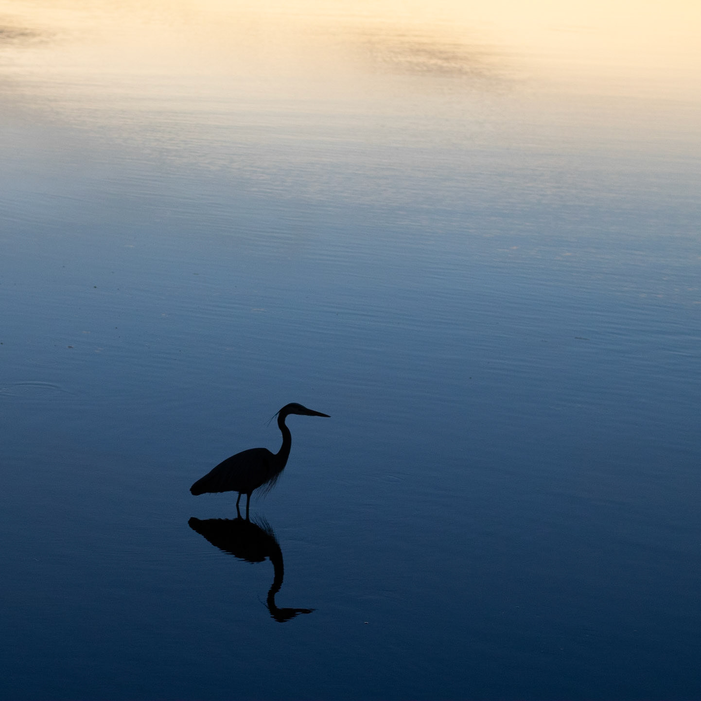 Sunset Heron 2, OIB Ferry Landing Park, Aspect Ratio 1:1