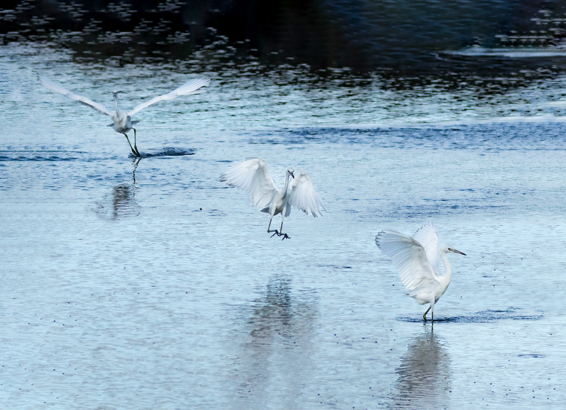 Little blue heron landing 1, OIB foot of bridge