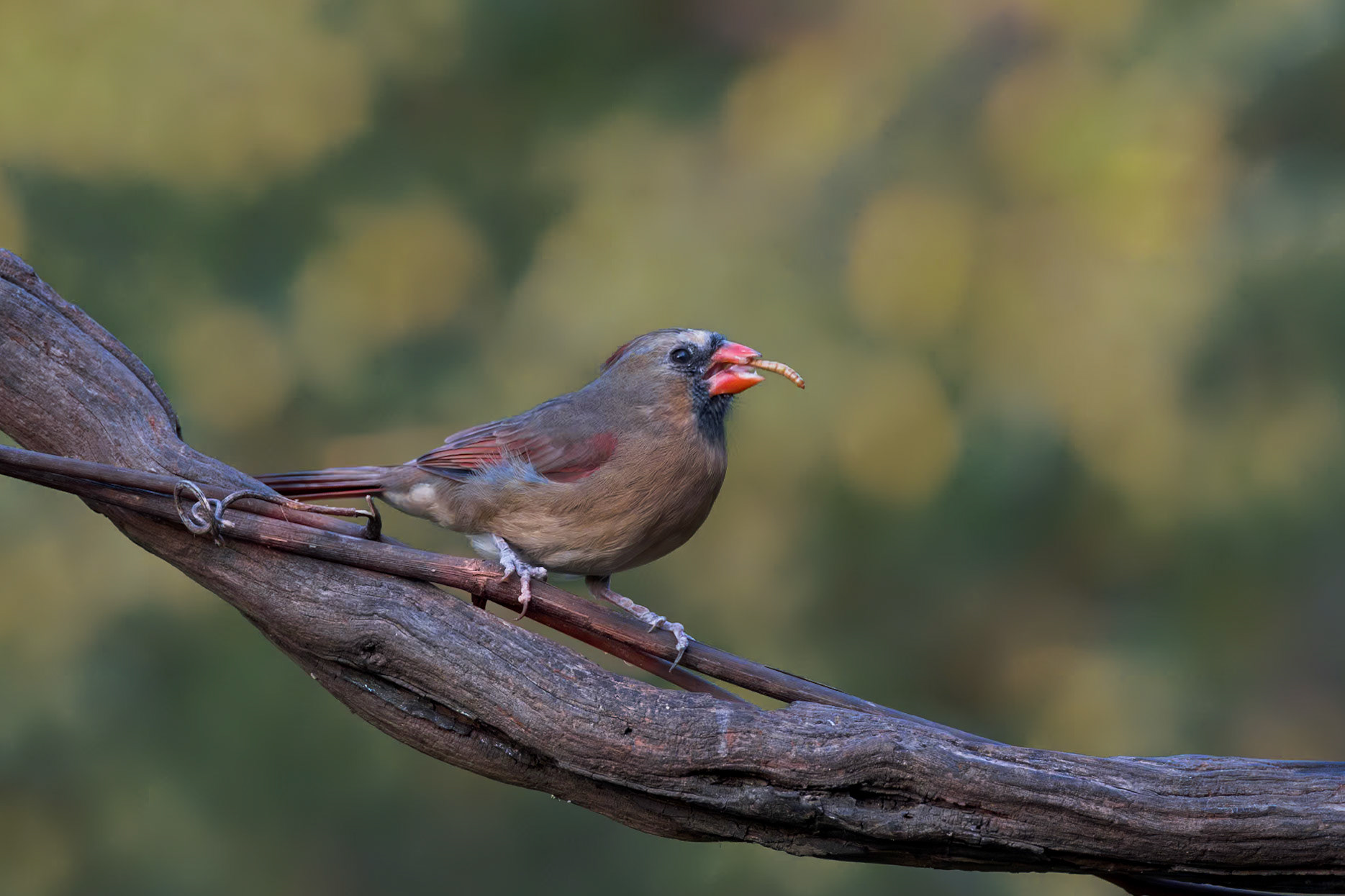 Female cardinal 2, The Nut House, Clemson,. SC