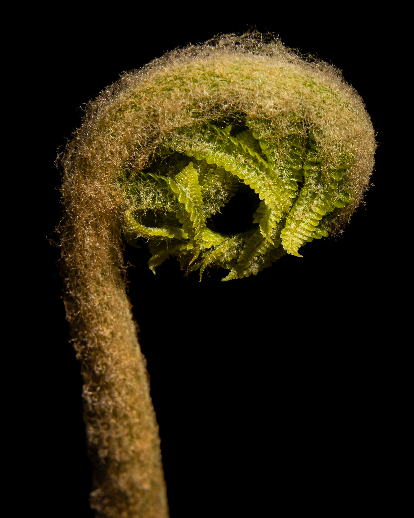 Cinnamon fern 3, Green Swamp Preserve