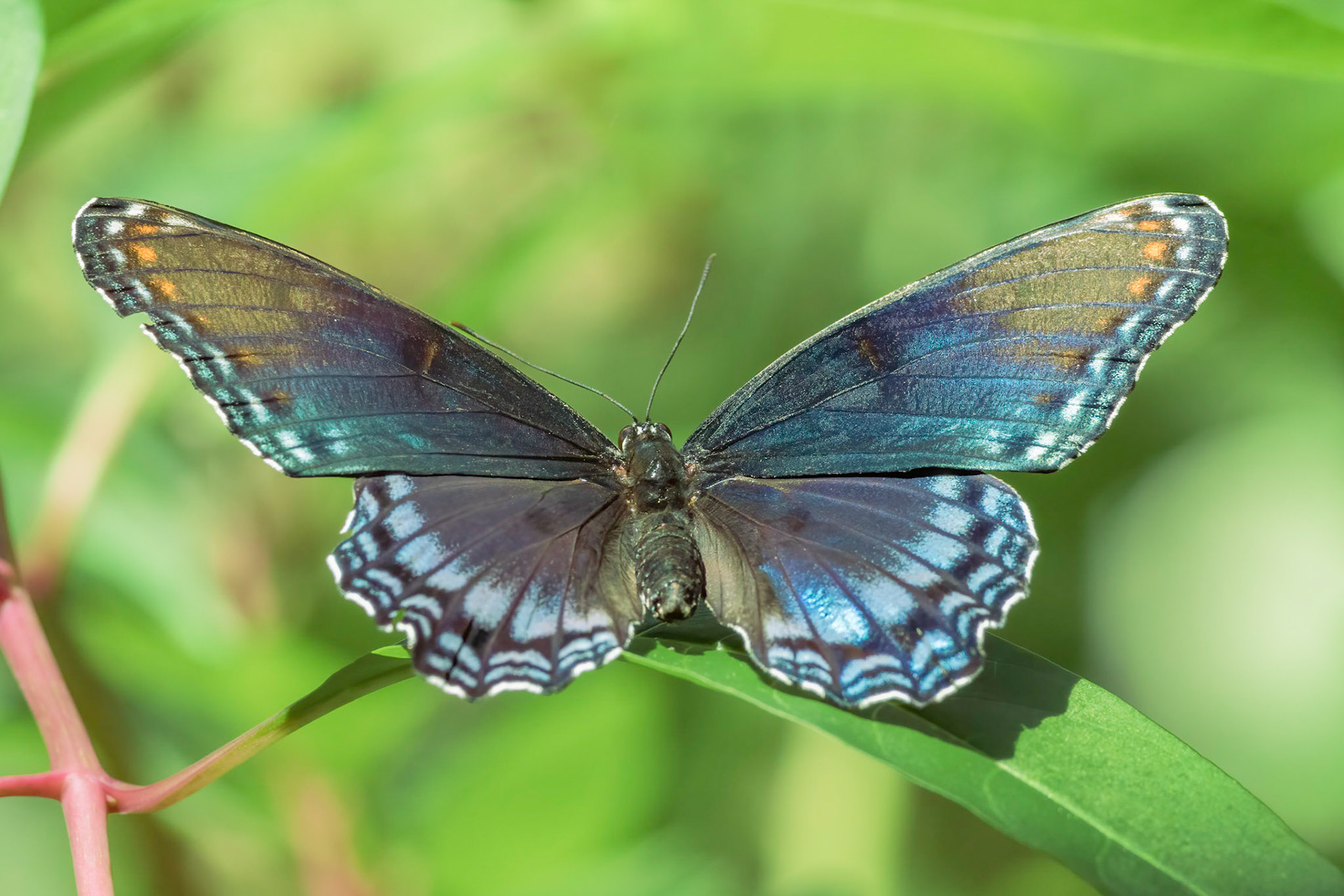 Red spotted purple 1, Airlie Gardens