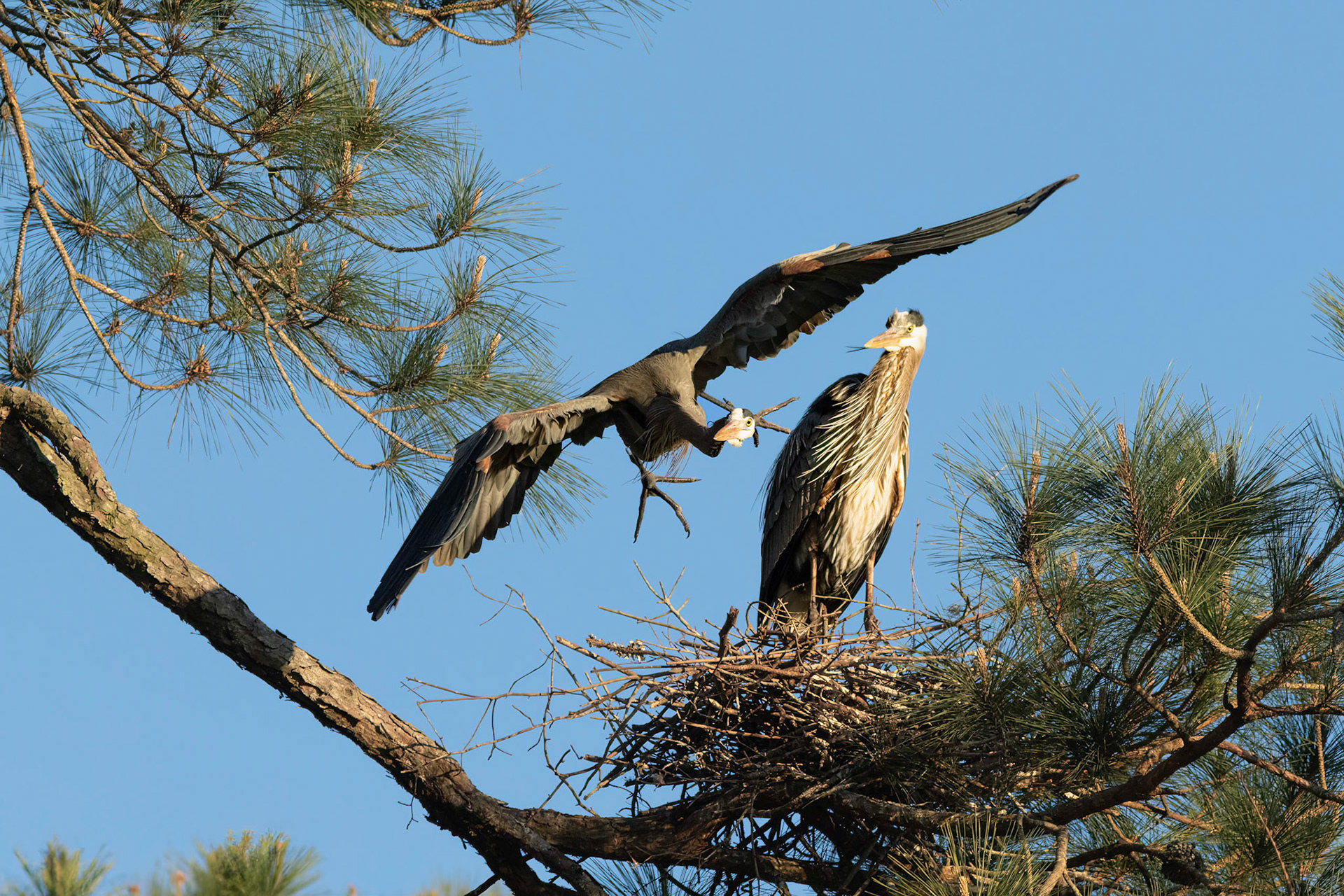 Herons Mating 1, She tells him to get a stick