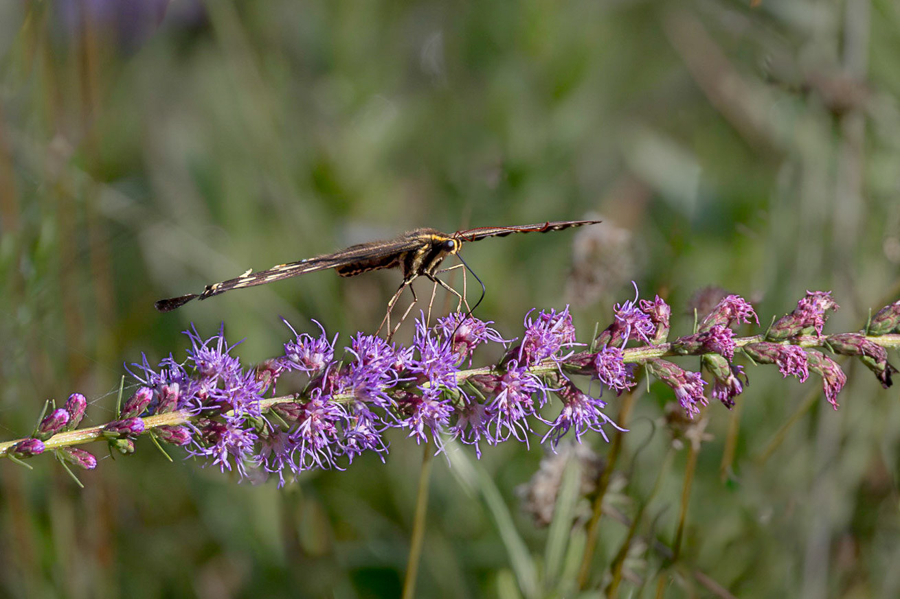 Palamedes swallowtail on dense blazing star 6, Green swamp area