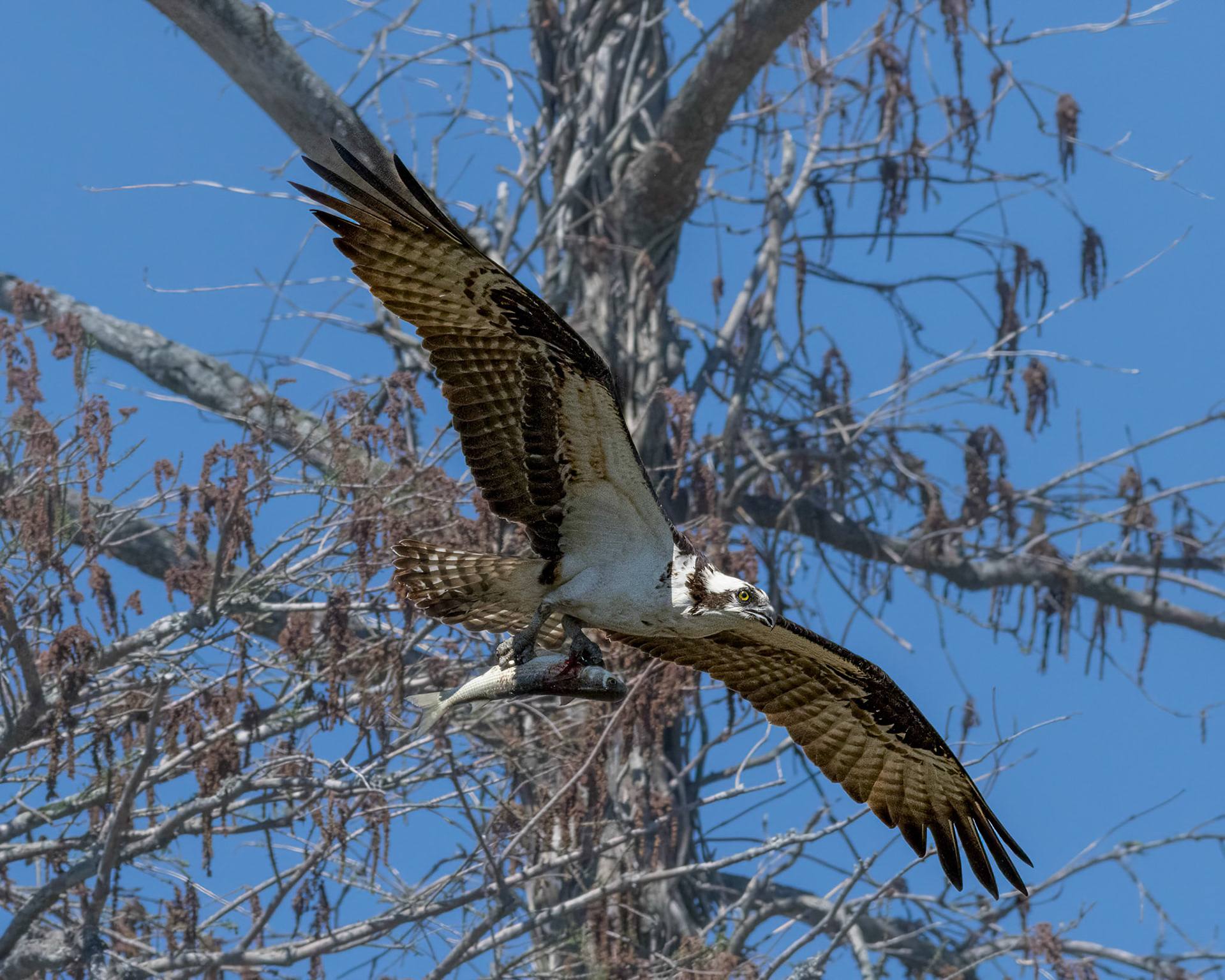 Osprey 65, platforms, Sea Trail
