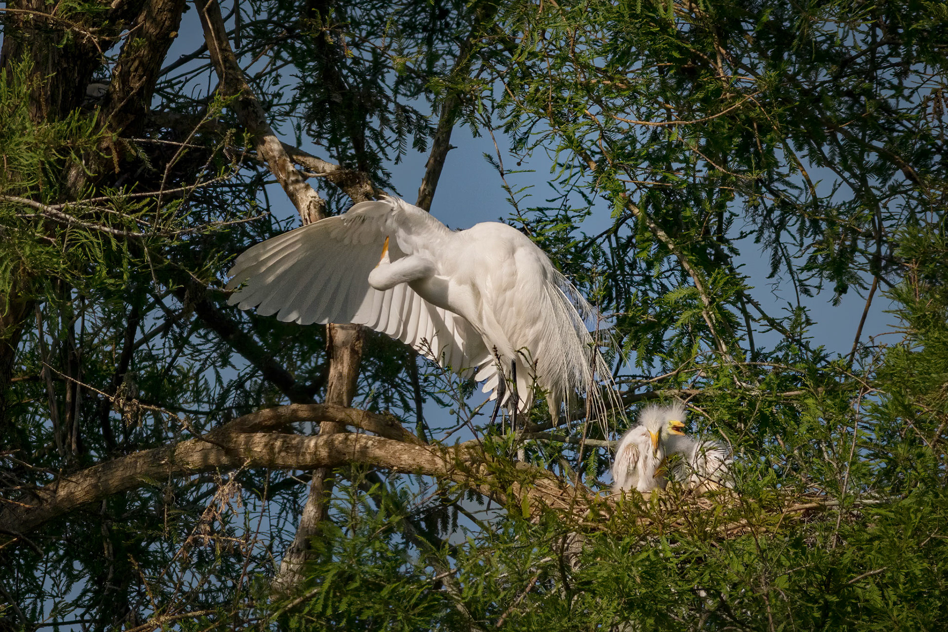 Great egret 53, Magnolia Plantation and Gardens, Audubon Swamp Garden, SCAIR 49