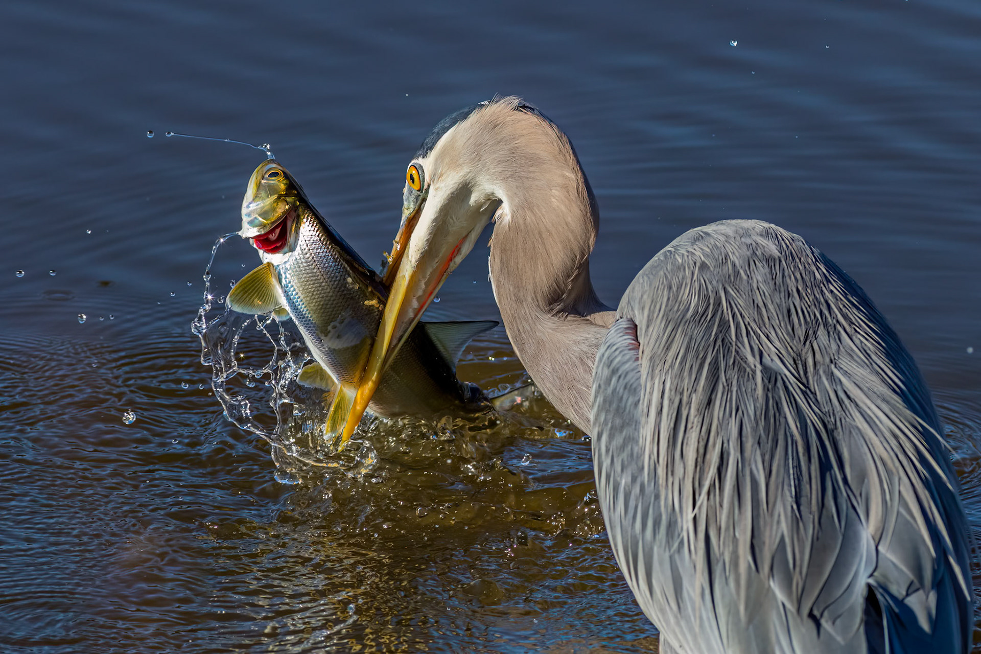 Great blue Heron 50, Huntington Beach State Park, SC