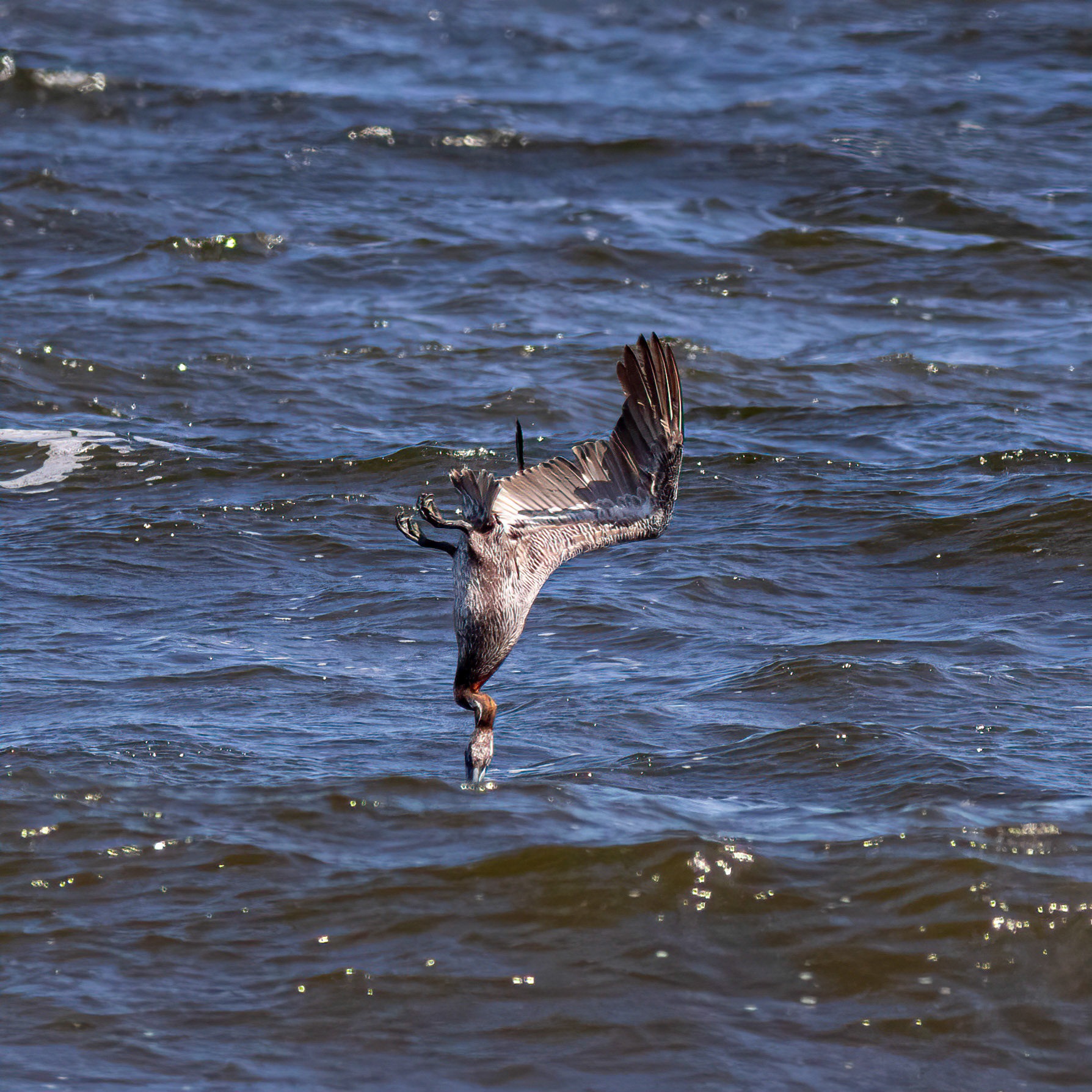 Pelicans Diving 13, OIB