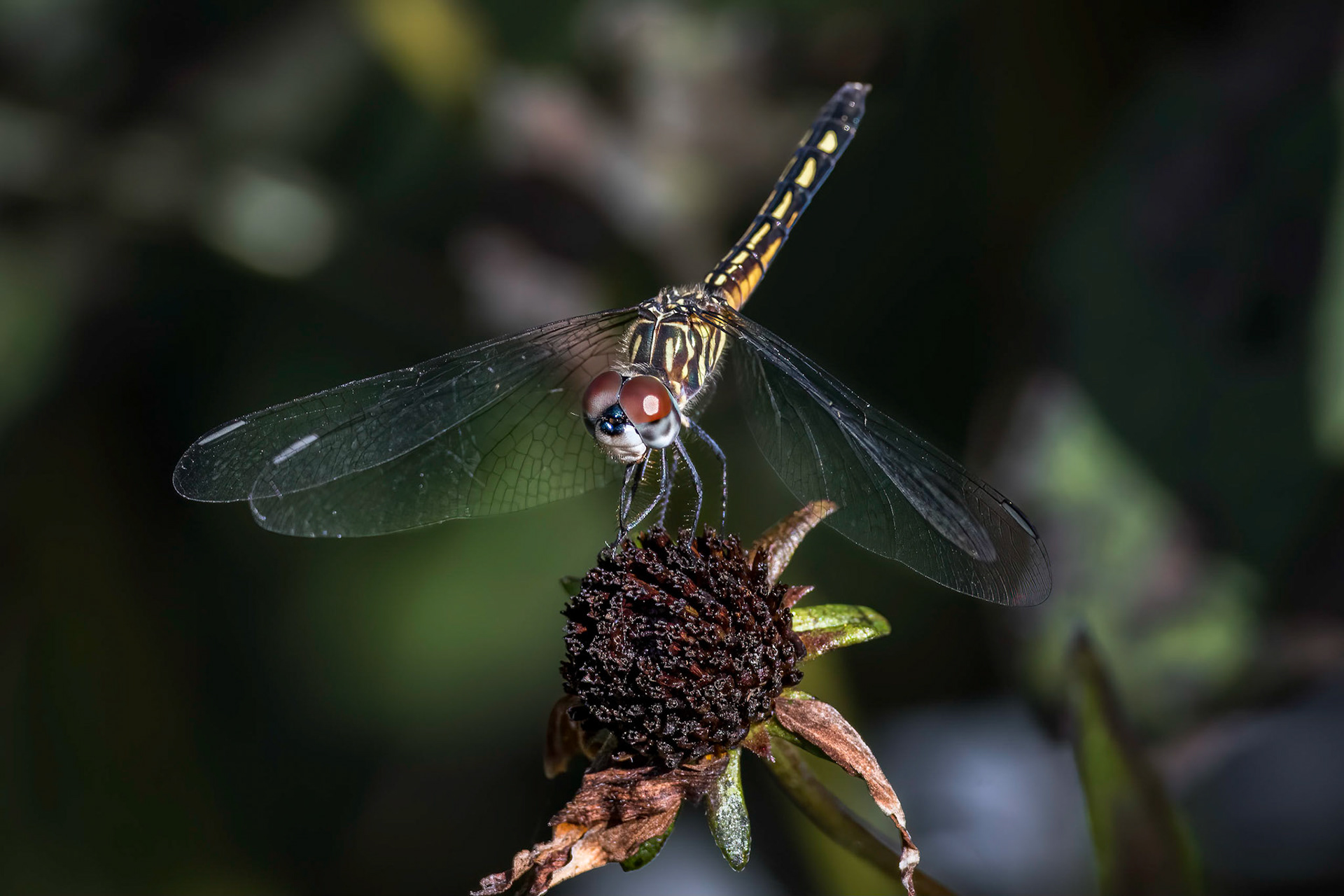 Immature male Red-veined Pennant 1, New Hanover County Arboretum