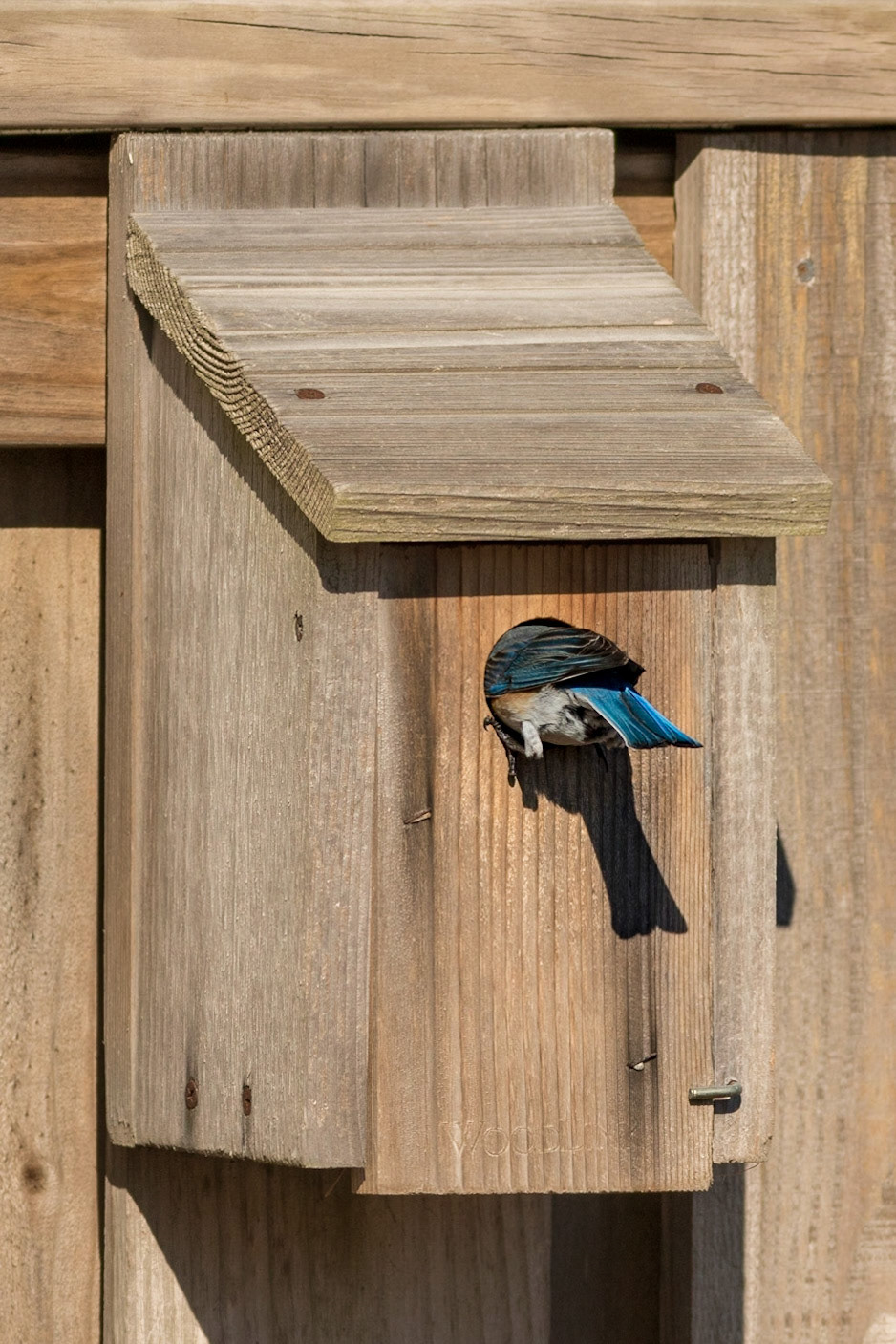 Eastern bluebirds 55, OIB