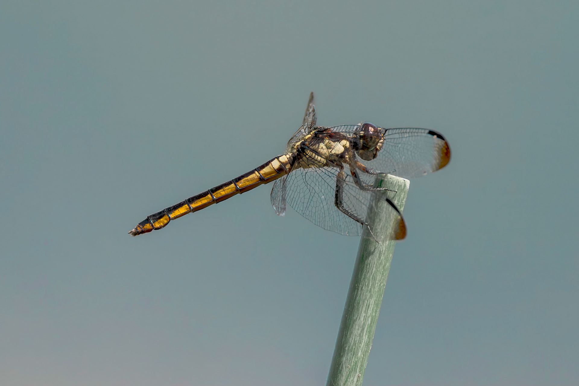 Slaty skimmer 1, female, , Huntington Beach State Park, SC