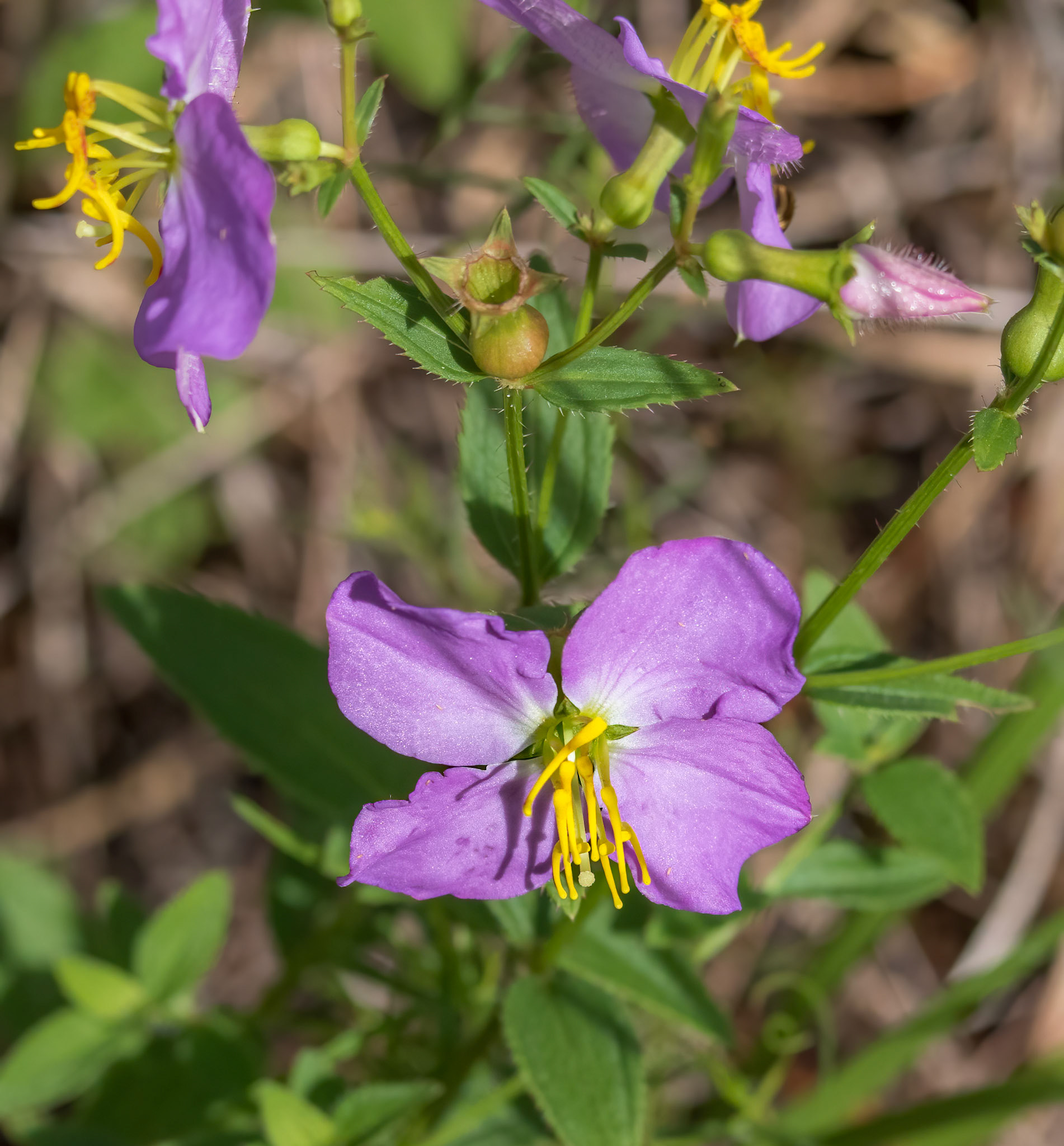 Savannah meadowbeauty 1, Green Swamp Preserve