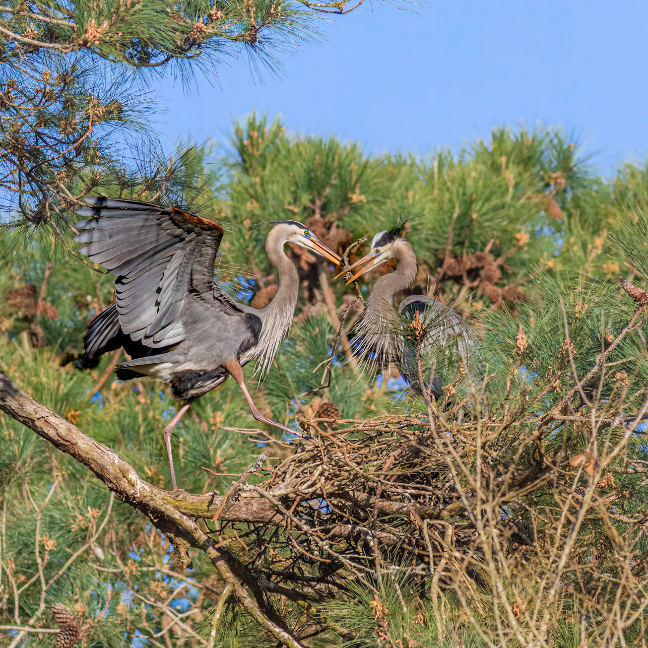Rookery 47, Sea Trail