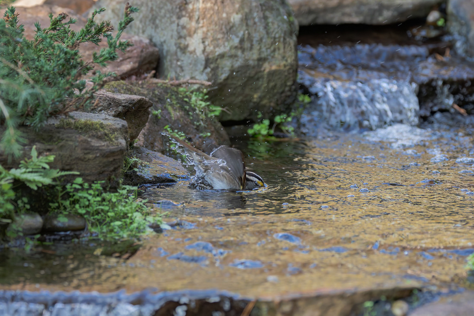White Throated Sparrow 3, The Nut House, Clemson, SC