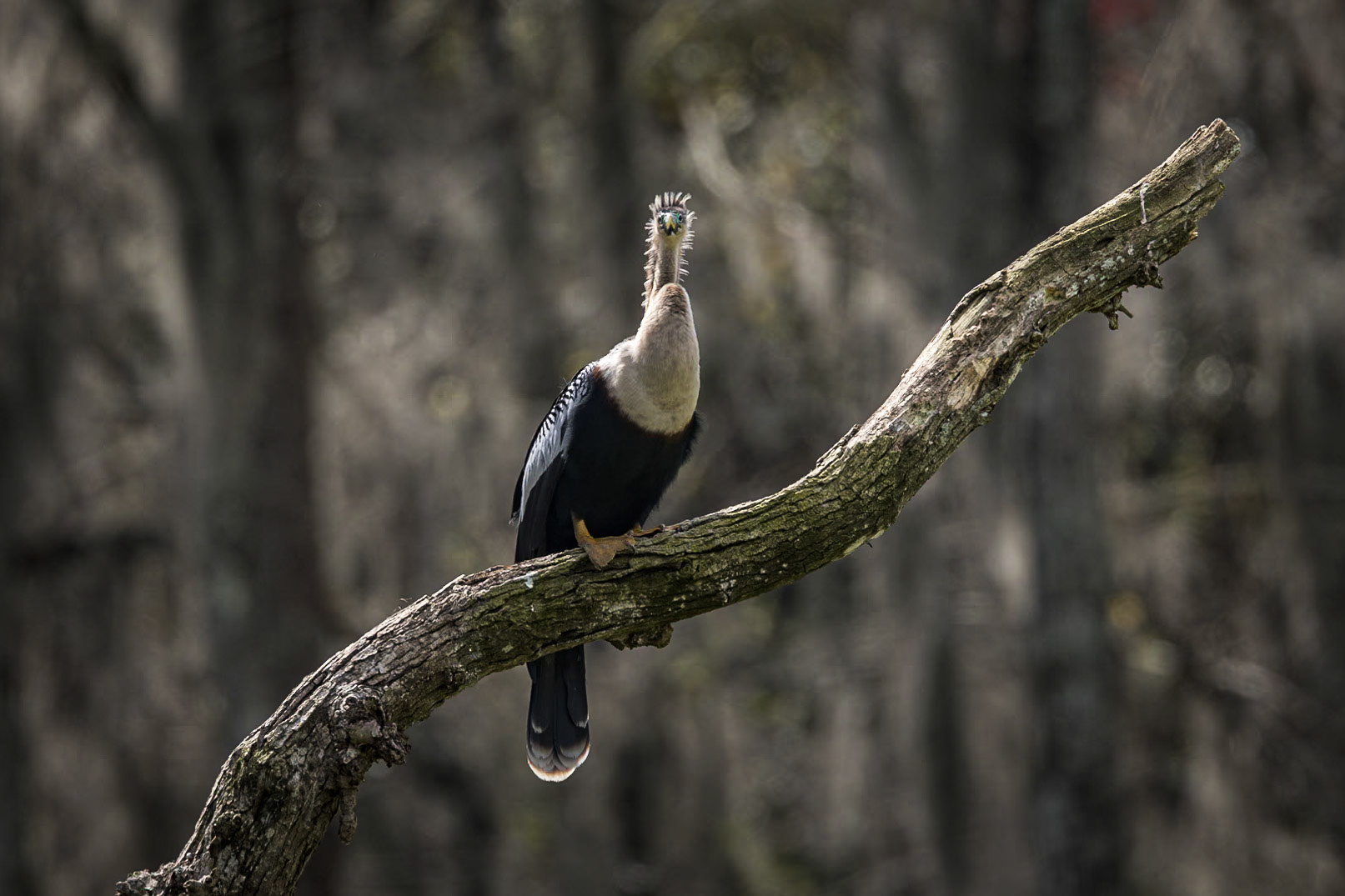 Anhinga 26, Magnolia Plantation Audubon Swamp Garden