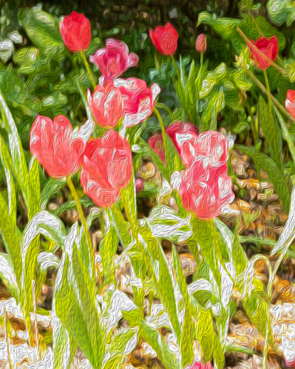 Tulips 9, Airlie Gardens, Wilmington