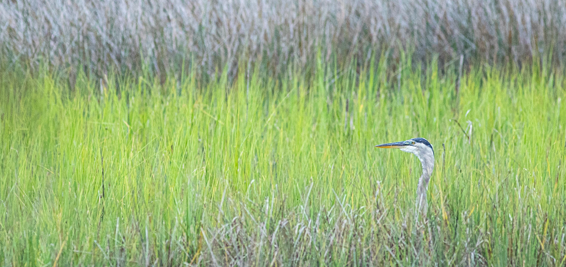Great blue heron 46, Shallotte Riverwalk