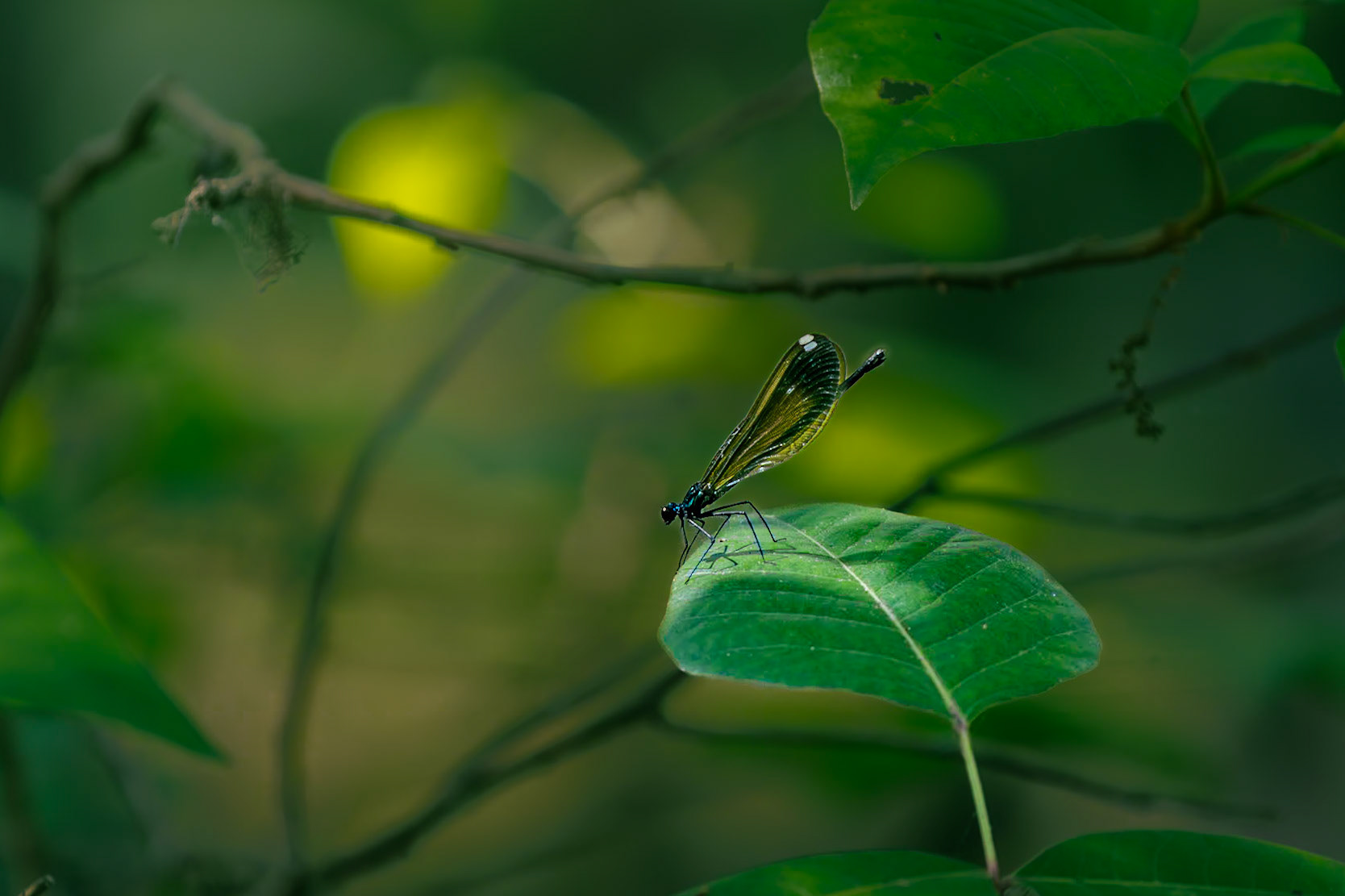 2024 NANPA Semifinalist, Jewelwing damselfly 1, Beidler Audubon Forest, SCAIR 71