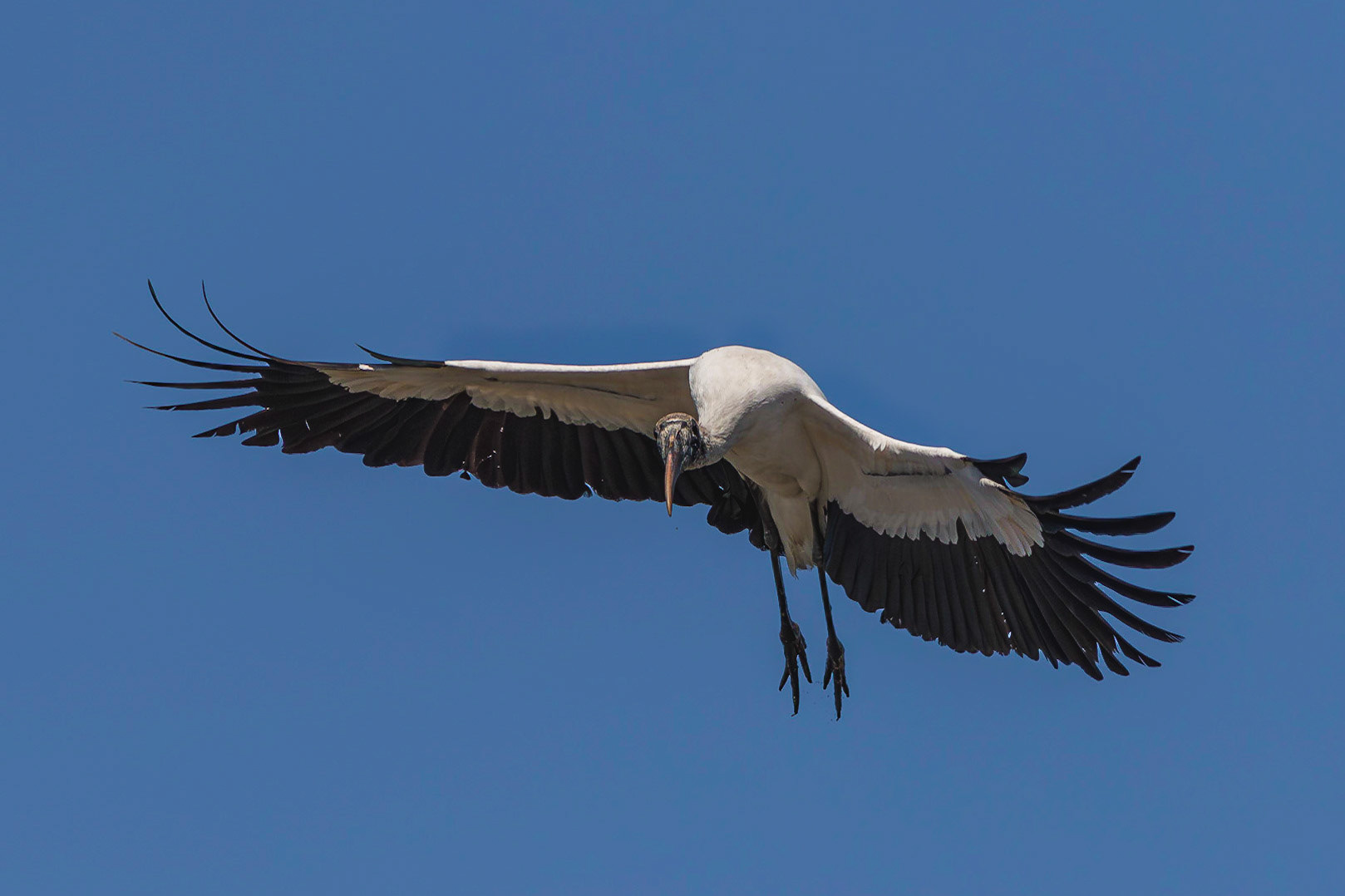 Woodstork 10, Donelly WMA