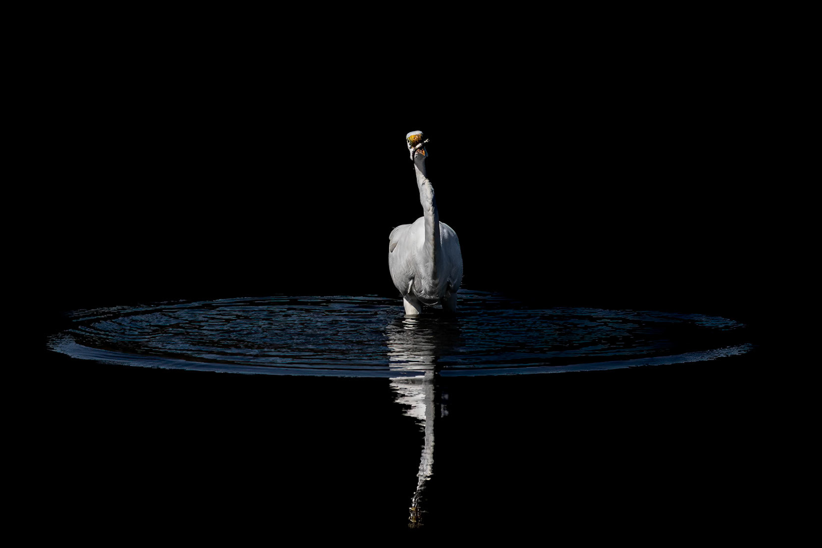 Great Egret 44, Huntinton Beach SC
