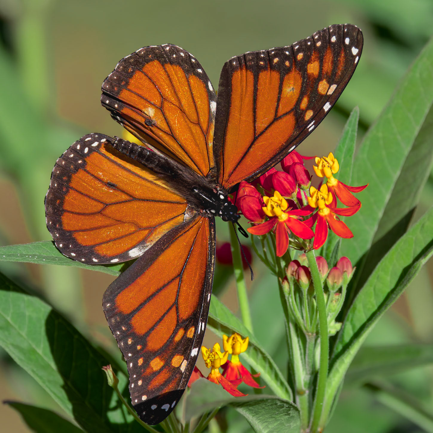 Monarch 9, New Hanover County Arboretum